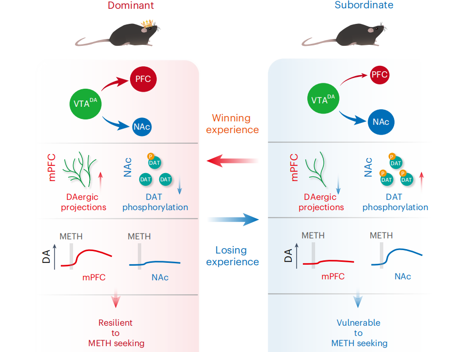客户文章︱Nat Neurosci︱深圳先进院朱英杰团队揭示大脑中调控成瘾的“油门-刹车”重要机制