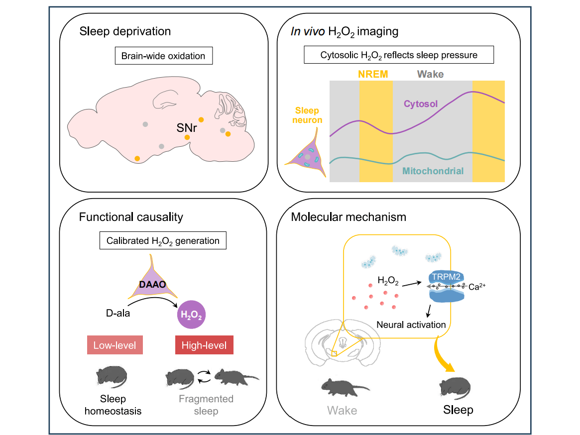 客户文章丨Cell Metabolism丨中科院神经所刘丹倩组揭示黑质神经元中的氧化-睡眠密码