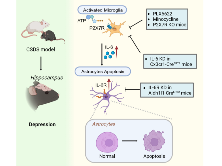 客户文章 | Advanced Science | 俞瑾、张玉秋团队发现抑郁症的胶质细胞互作机制