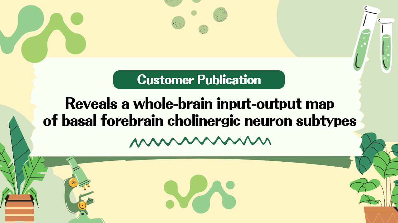 Customer Publication | Sci. Adv. | Collaboration between Siyu Zhang from Shanghai Jiao Tong University and Min Xu from the Institute of Neuroscience, CAS reveals a whole-brain input-output map of basal forebrain cholinergic neuron subtypes.