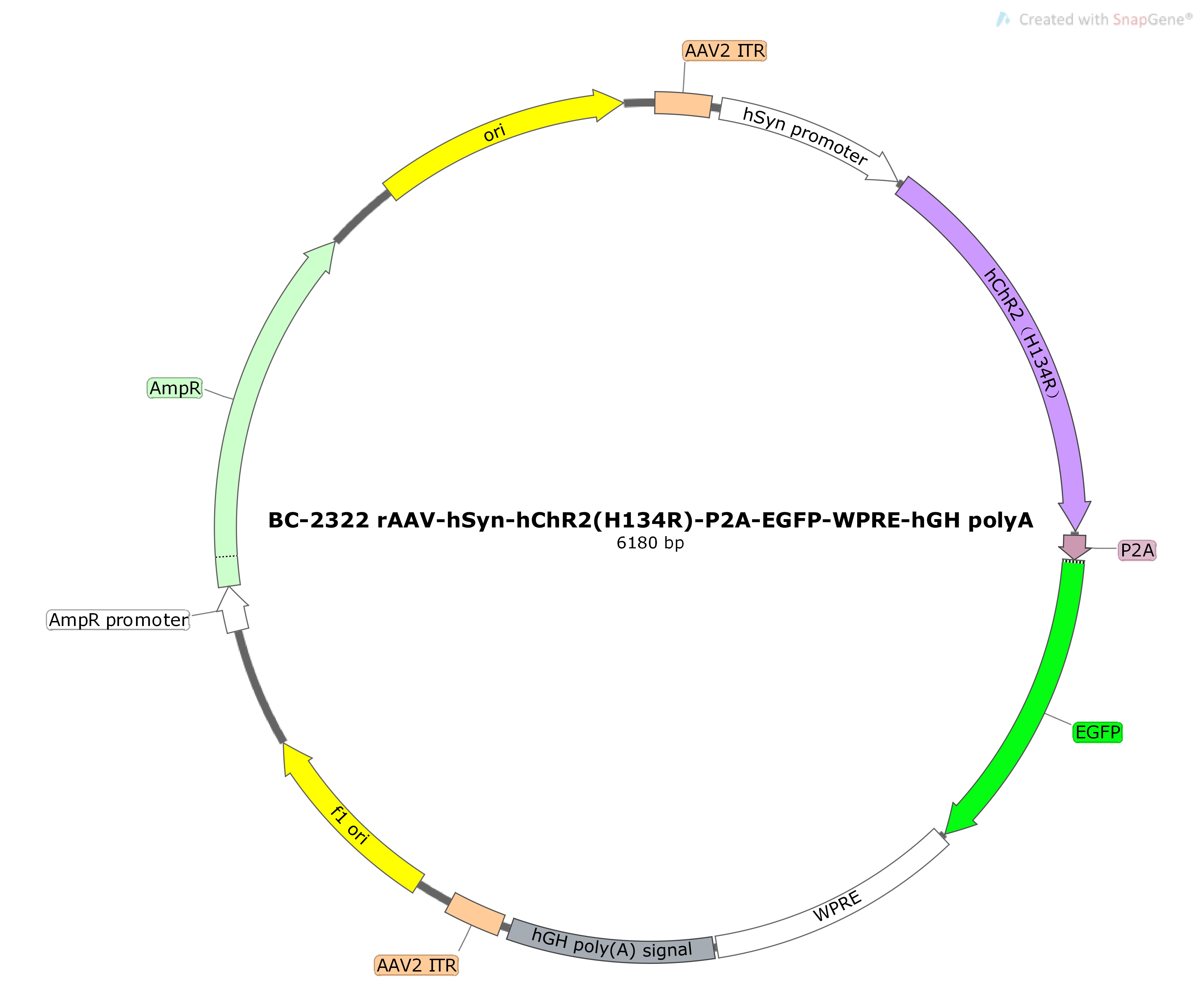 BC-2322 rAAV-hSyn-hChR2(H134R)-P2A-EGFP