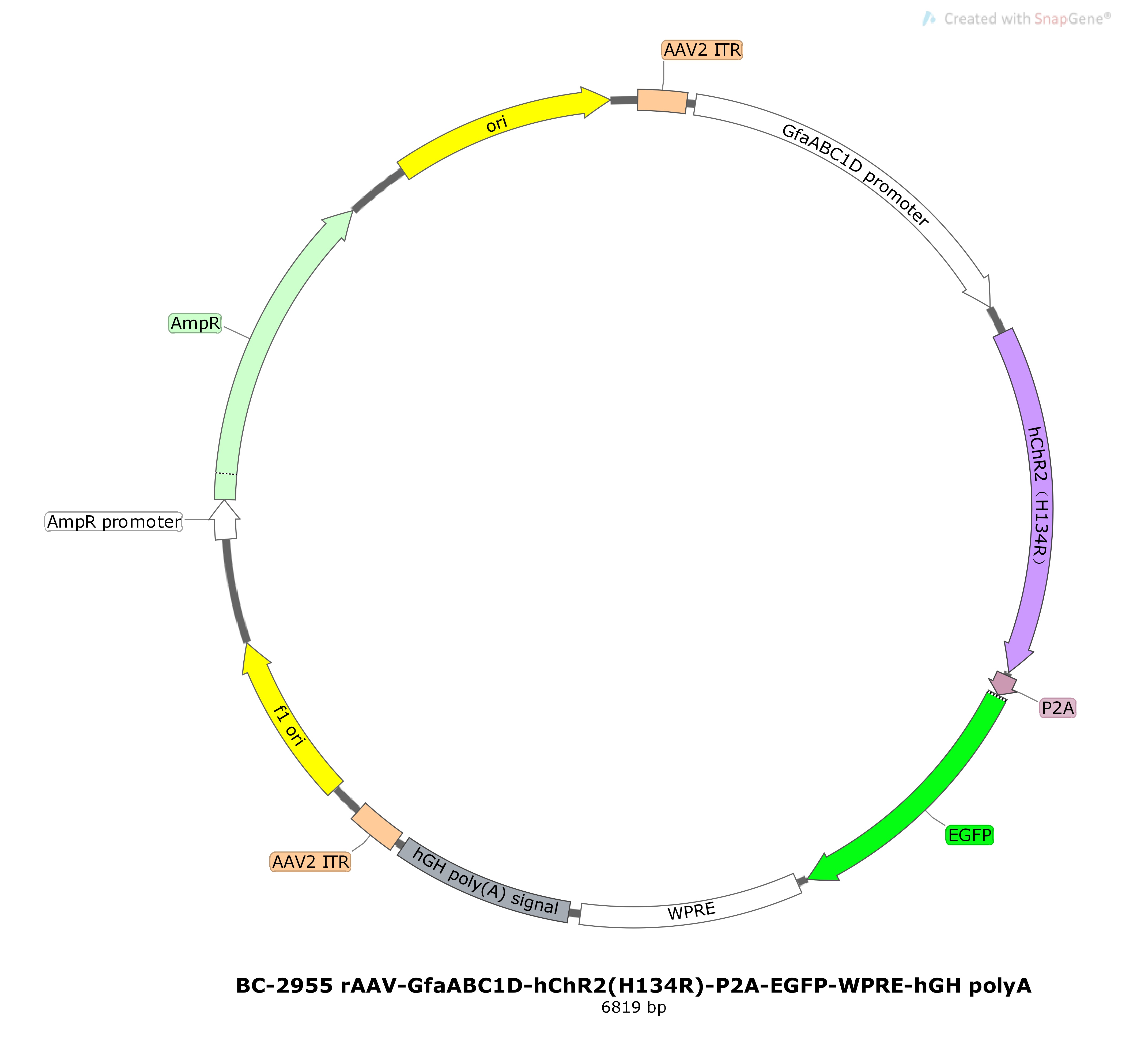 BC-2955 rAAV-GfaABC1D-hChR2(H134R)-P2A-EGFP