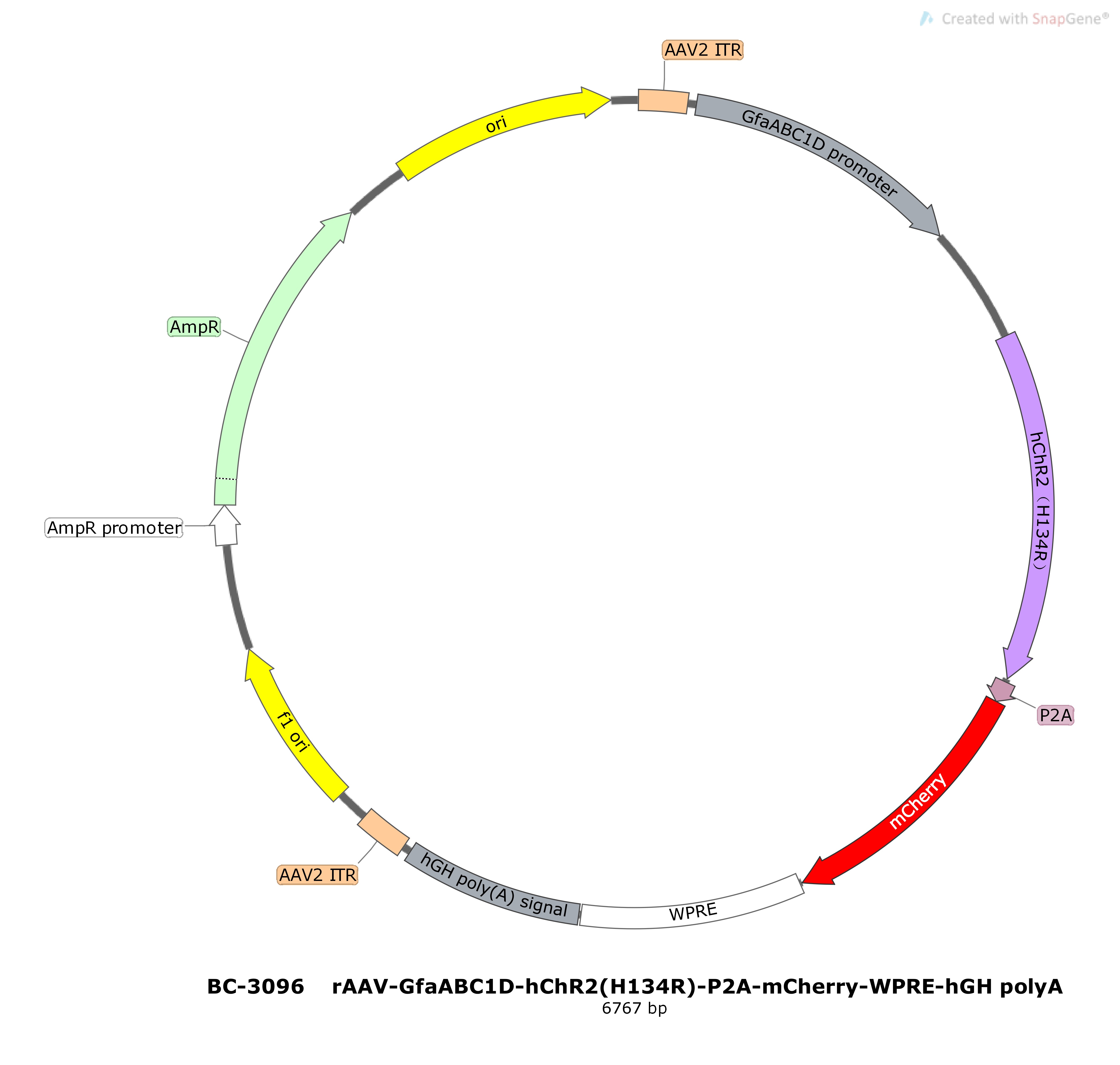 BC-3096 rAAV-GfaABC1D-hChR2(H134R)-P2A-mCherry