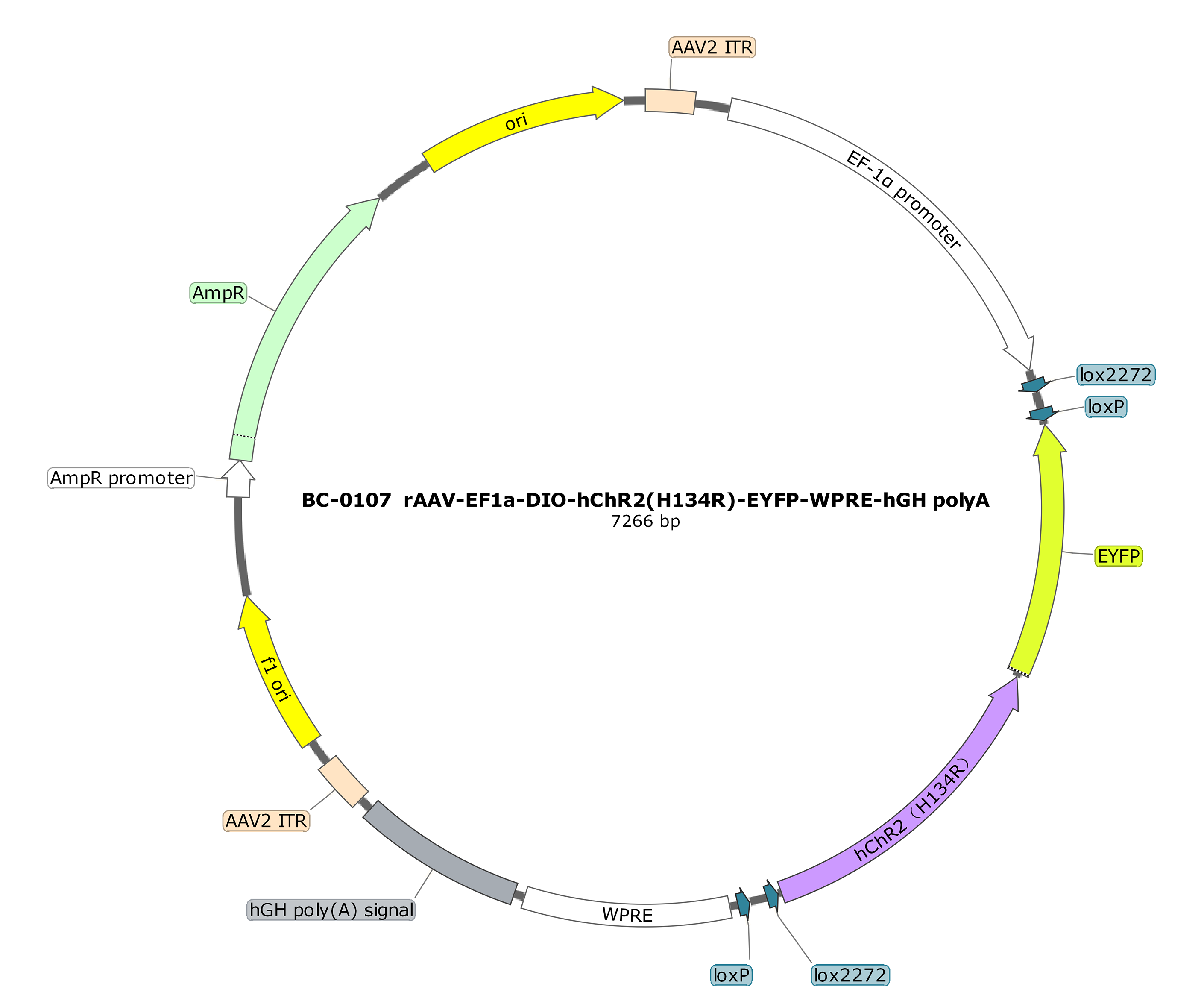BC-0107 rAAV-EF1α-DIO-hChR2(H134R)-EYFP