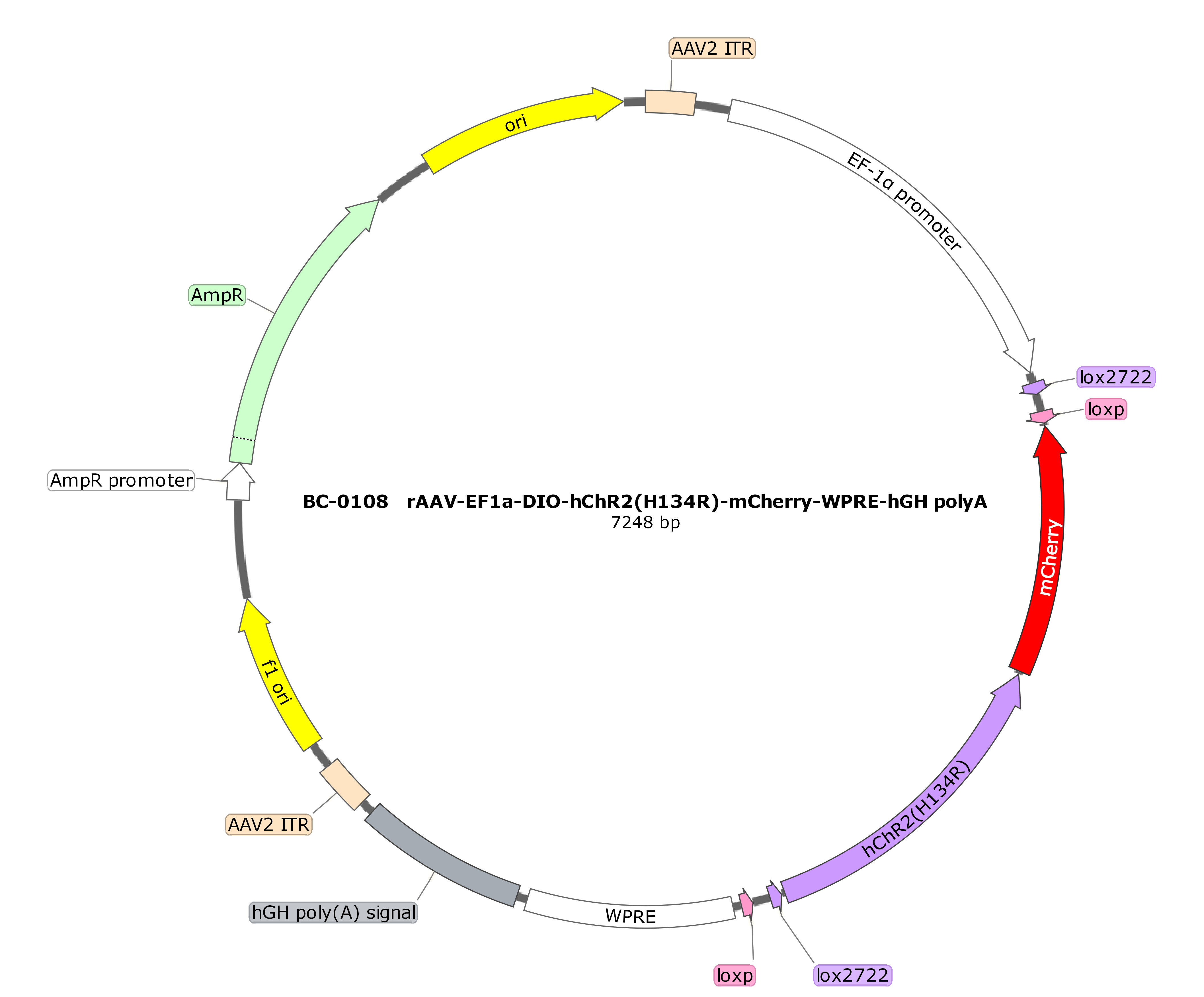 BC-0108 rAAV-EF1α-DIO-hChR2(H134R)-mCherry