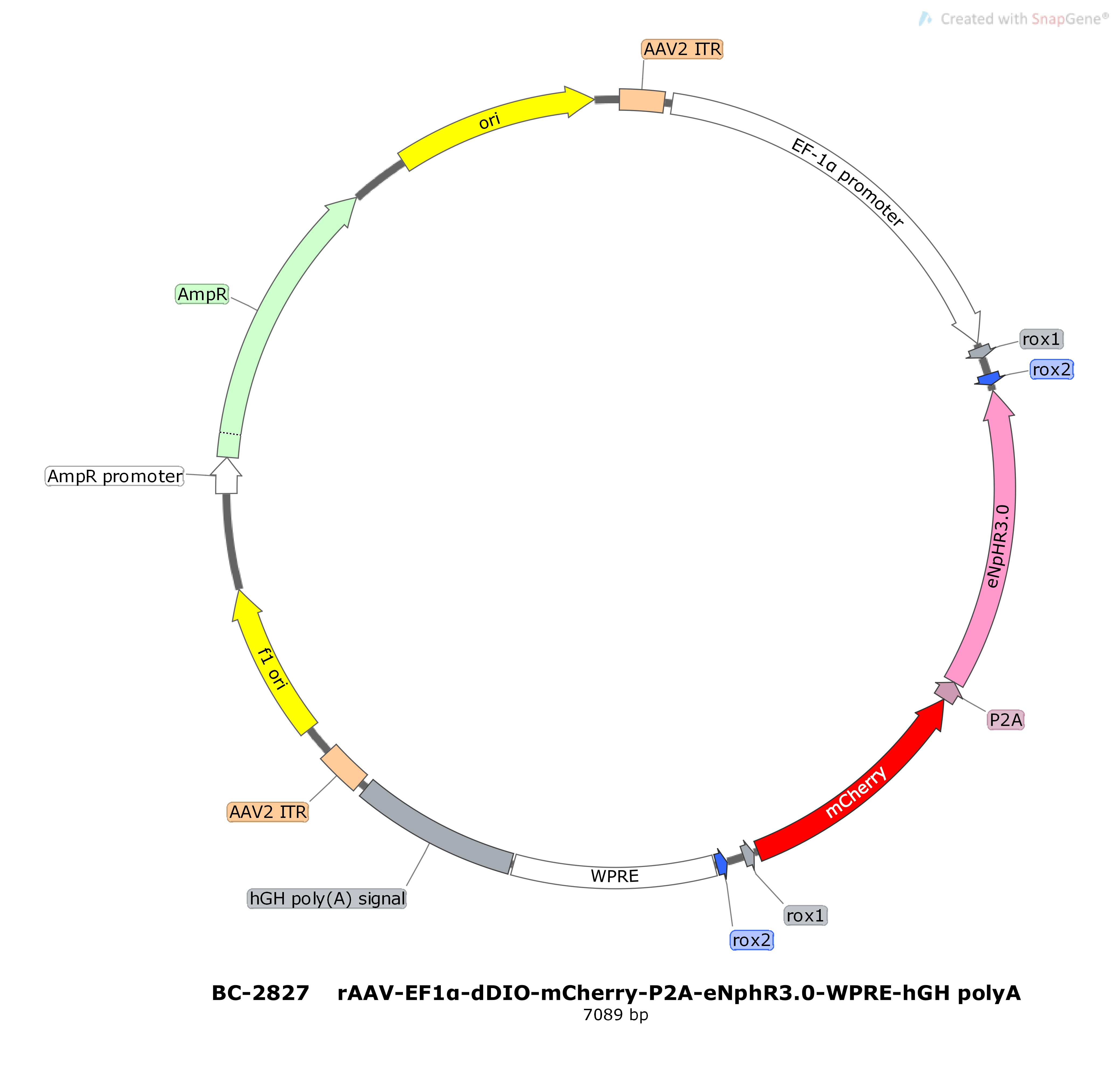 BC-2827 rAAV-EF1α-dDIO-mCherry-P2A-eNphR3.0