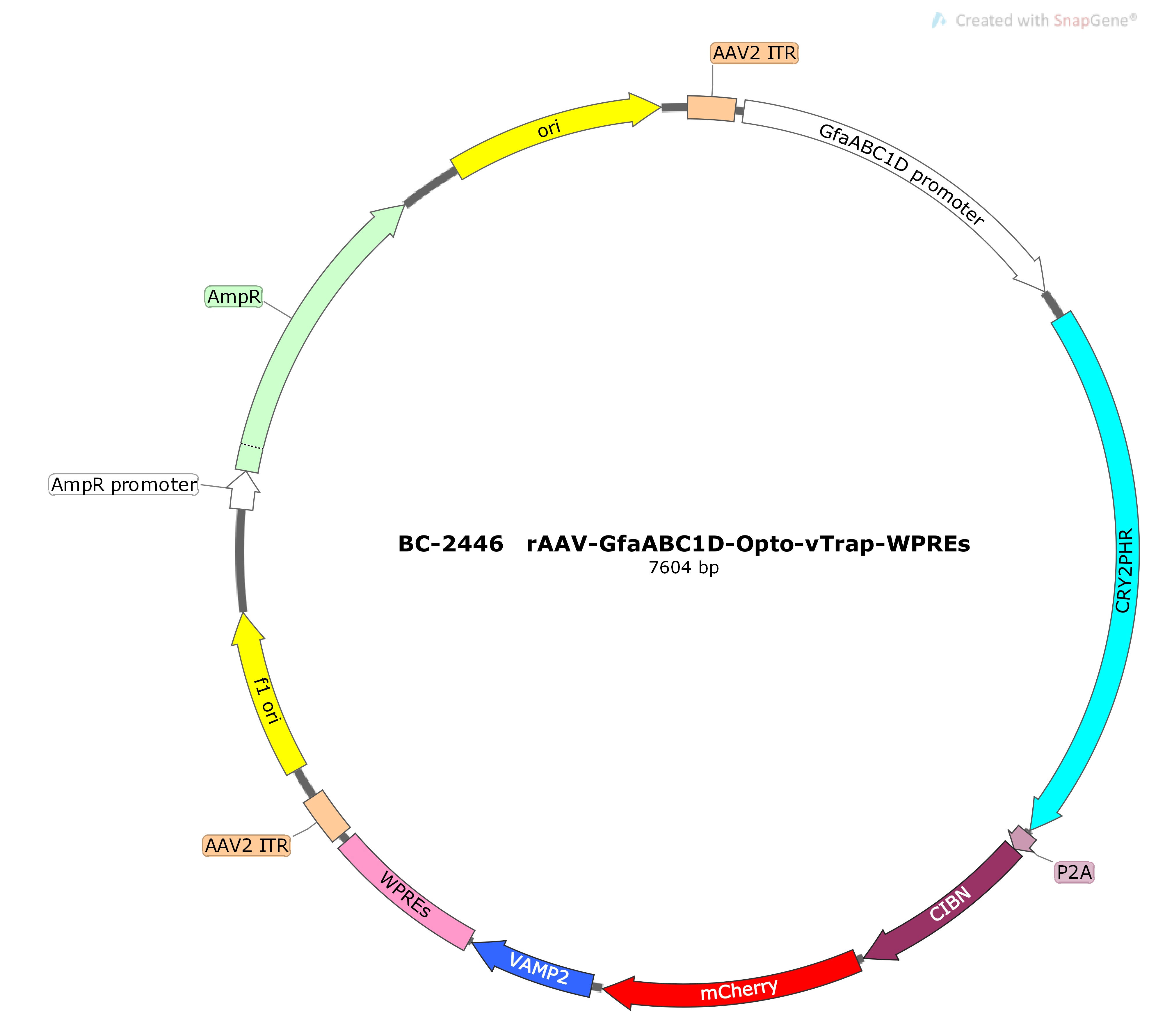 BC-2446 rAAV-GfaABC1D-Opto-vTrap