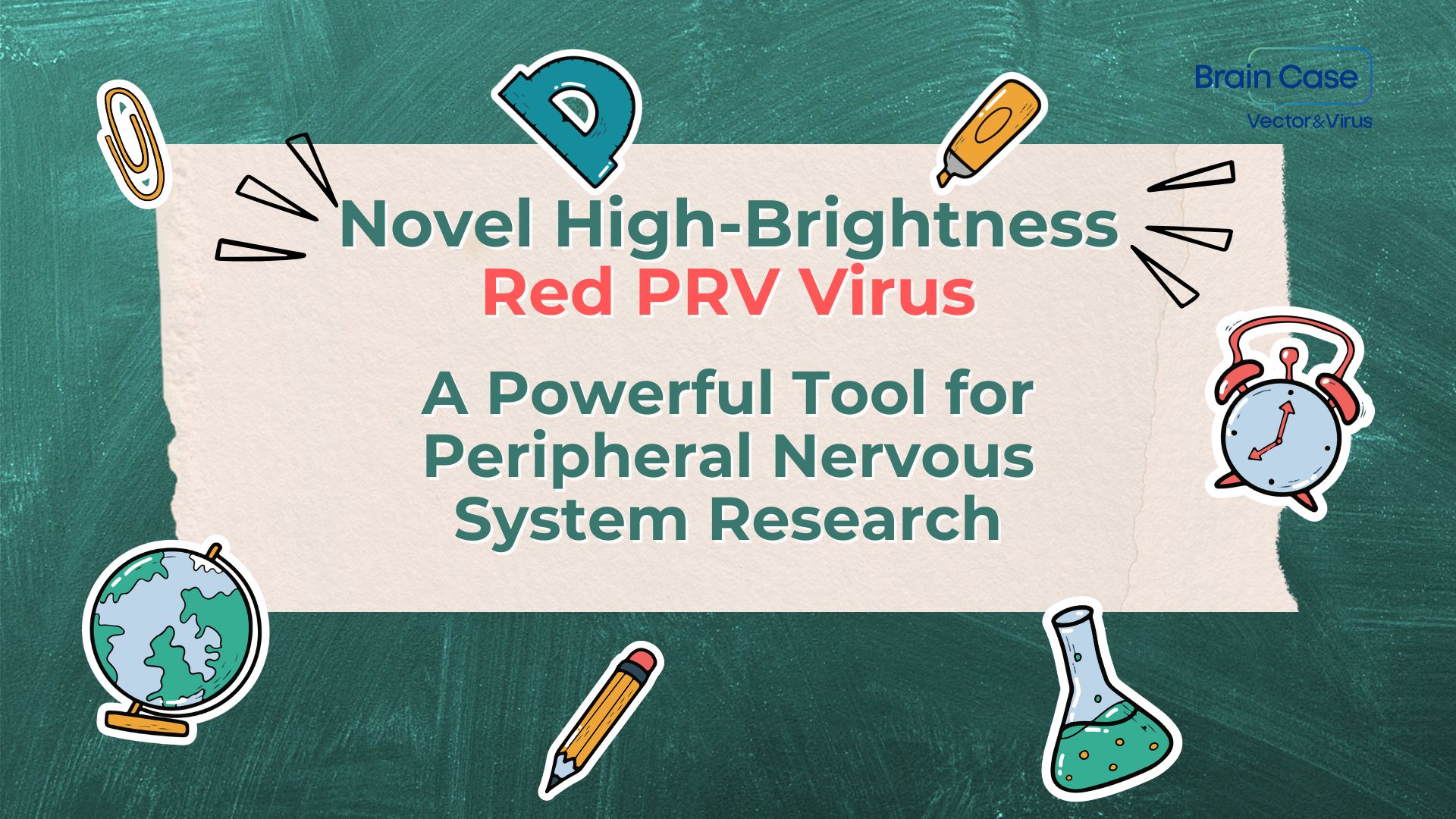 Brain Case New Arrival | Novel High-Brightness Red PRV Virus – A Powerful Tool for Peripheral Nervous System Research