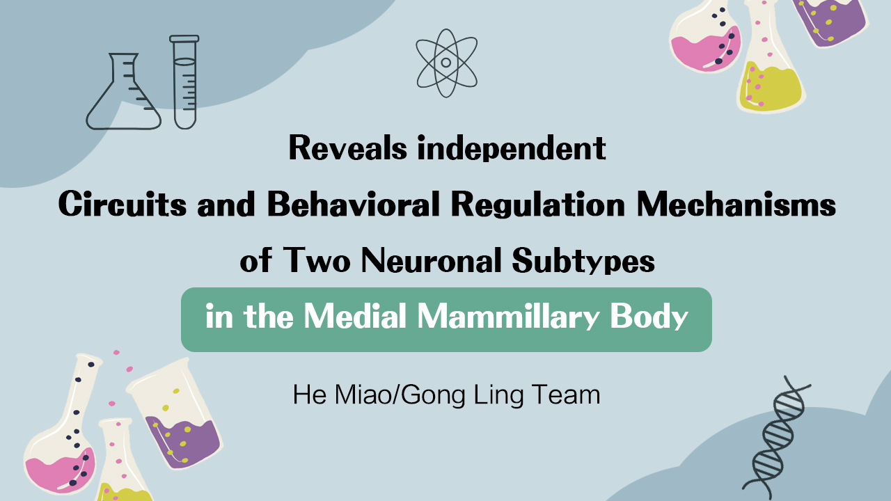 Mol. Psychiatry | Team Led by Miao He and Ling Gong Reveals Independent Circuits and Behavioral Regulation Mechanisms of Two Neuronal Subtypes in the Medial Mammillary Body