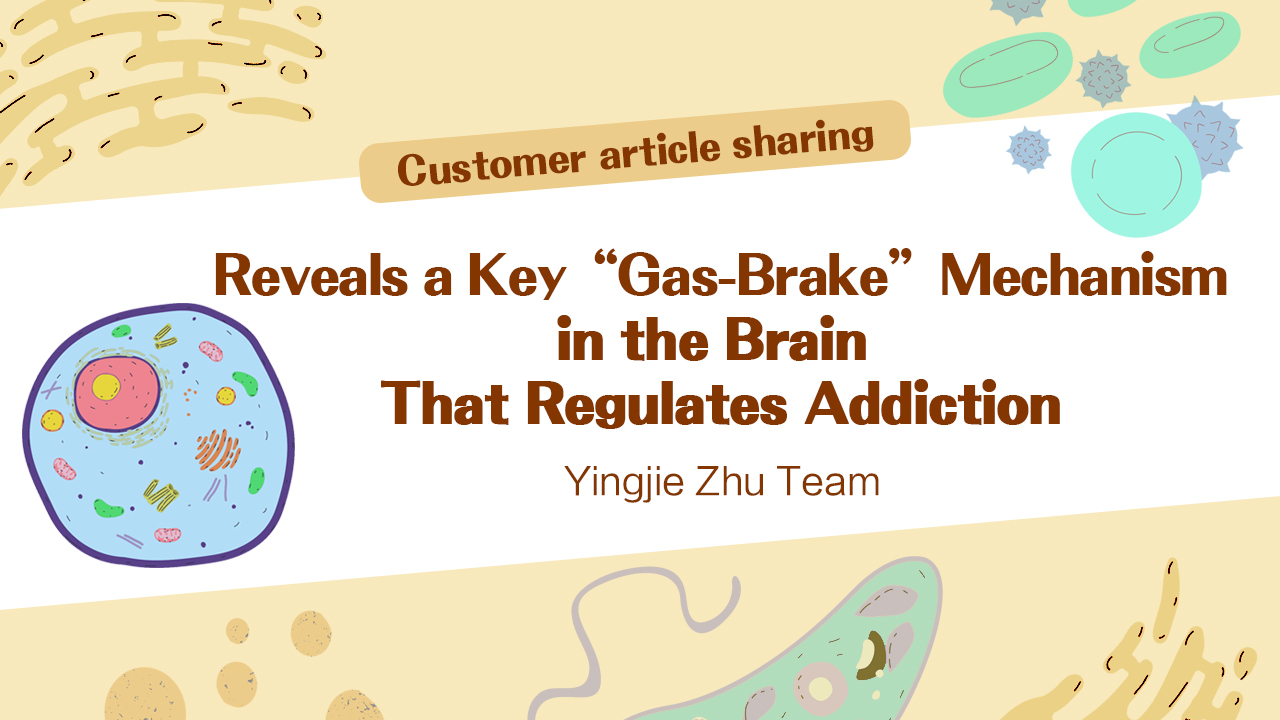 Customer Article | Nature Neuroscience | Team Led by Yingjie Zhu at SIAT Reveals a Key "Gas-Brake" Mechanism in the Brain That Regulates Addiction