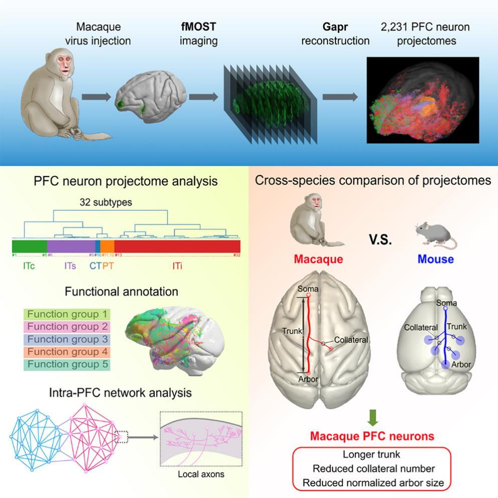 客户文章 | Cell | 严军/徐春/沈志明/杨孝全合作绘制猕猴前额叶皮层神经元全脑投射图谱