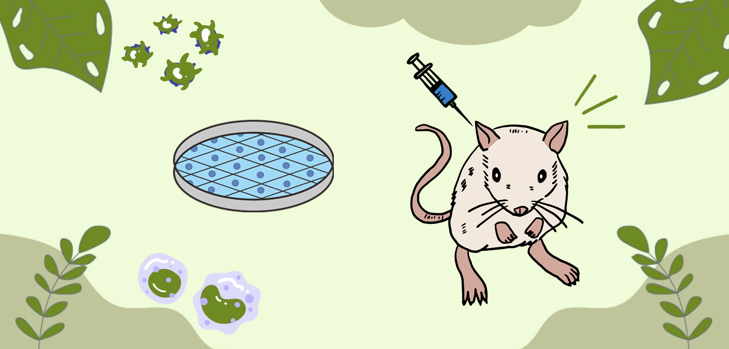 Tumor animal models-anti-tumor