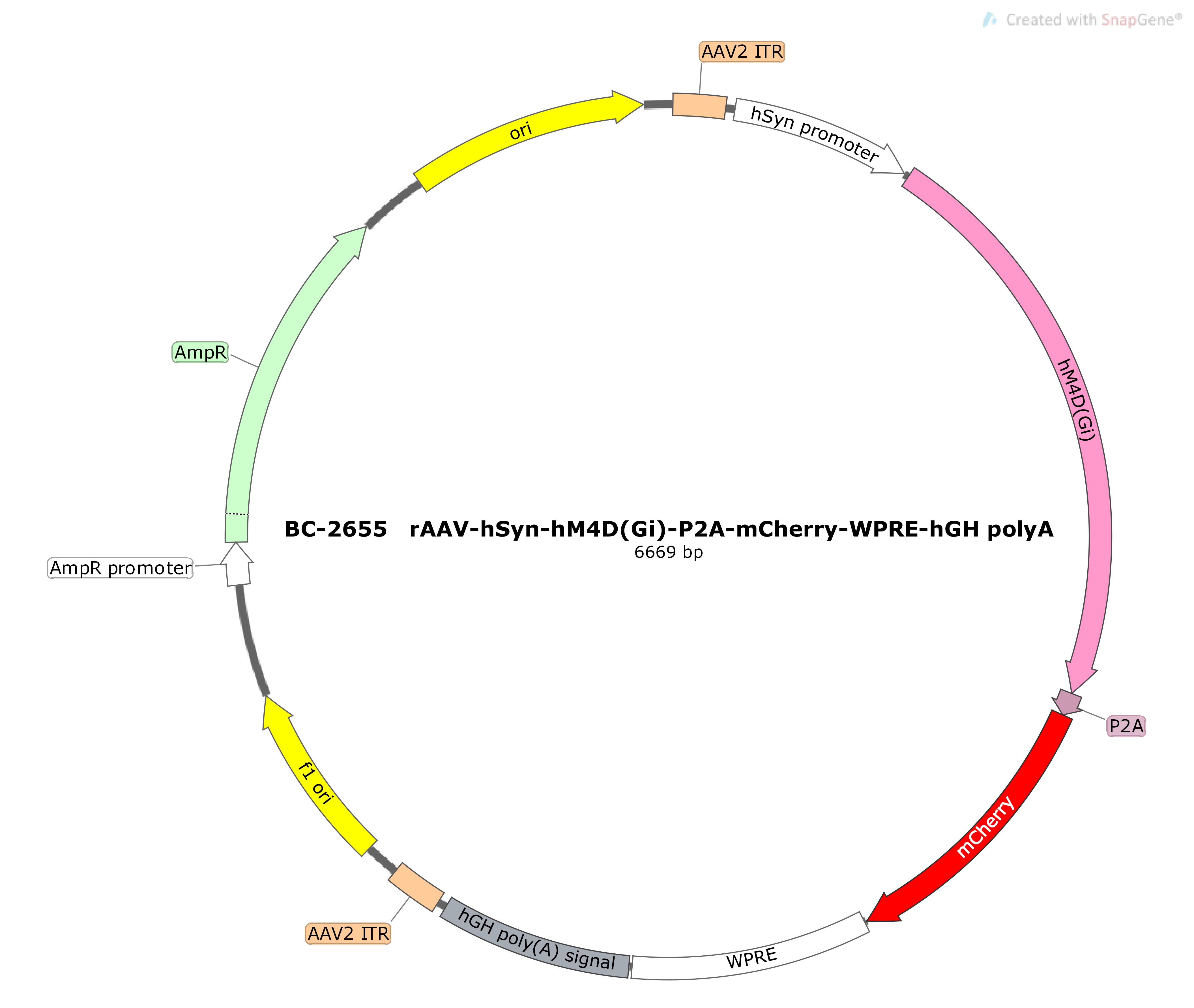 BC-2655 rAAV-hSyn-hM4D(Gi)-P2A-mCherry