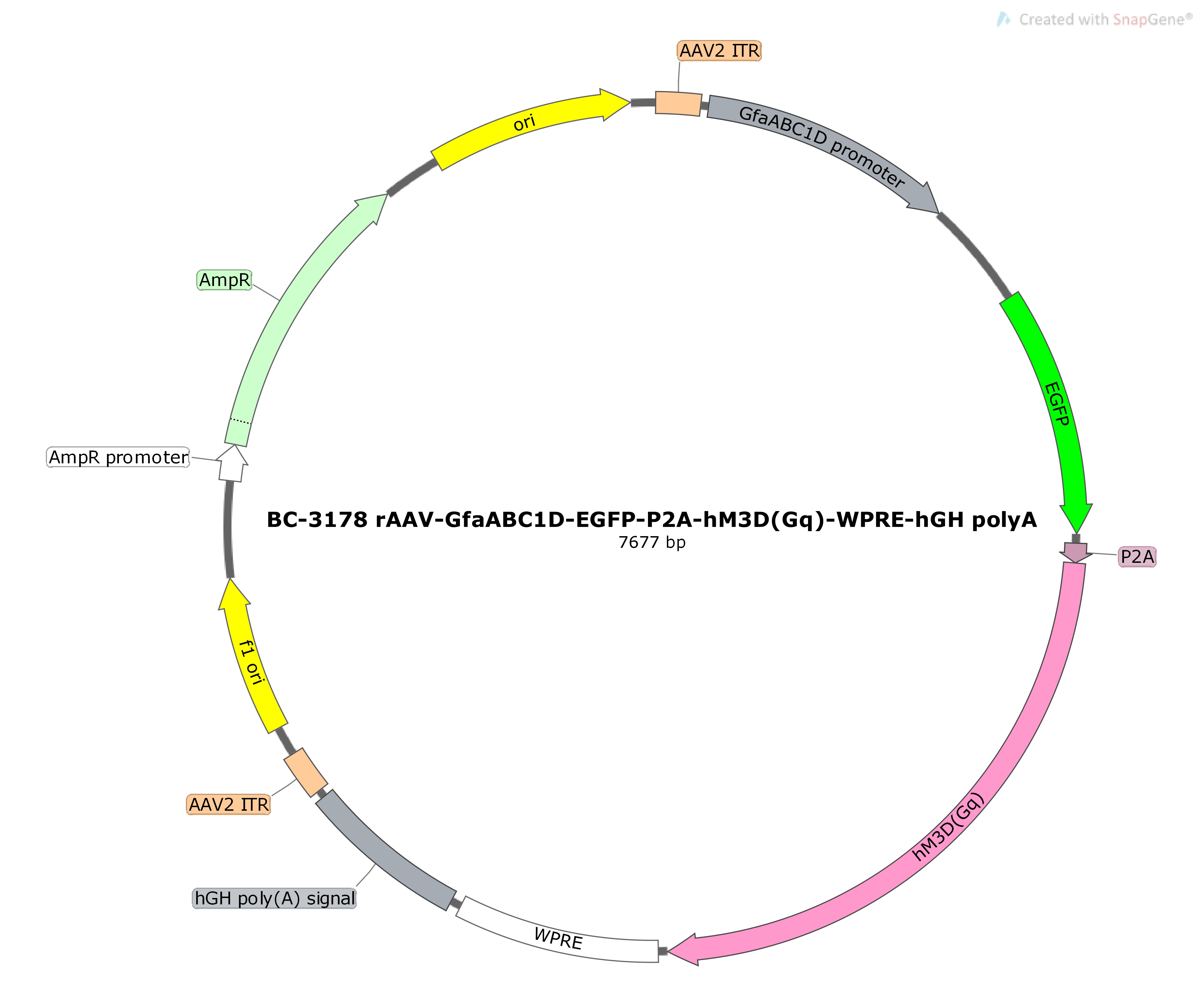 BC-3178 rAAV-GfaABC1D-EGFP-P2A-hM3D(Gq)