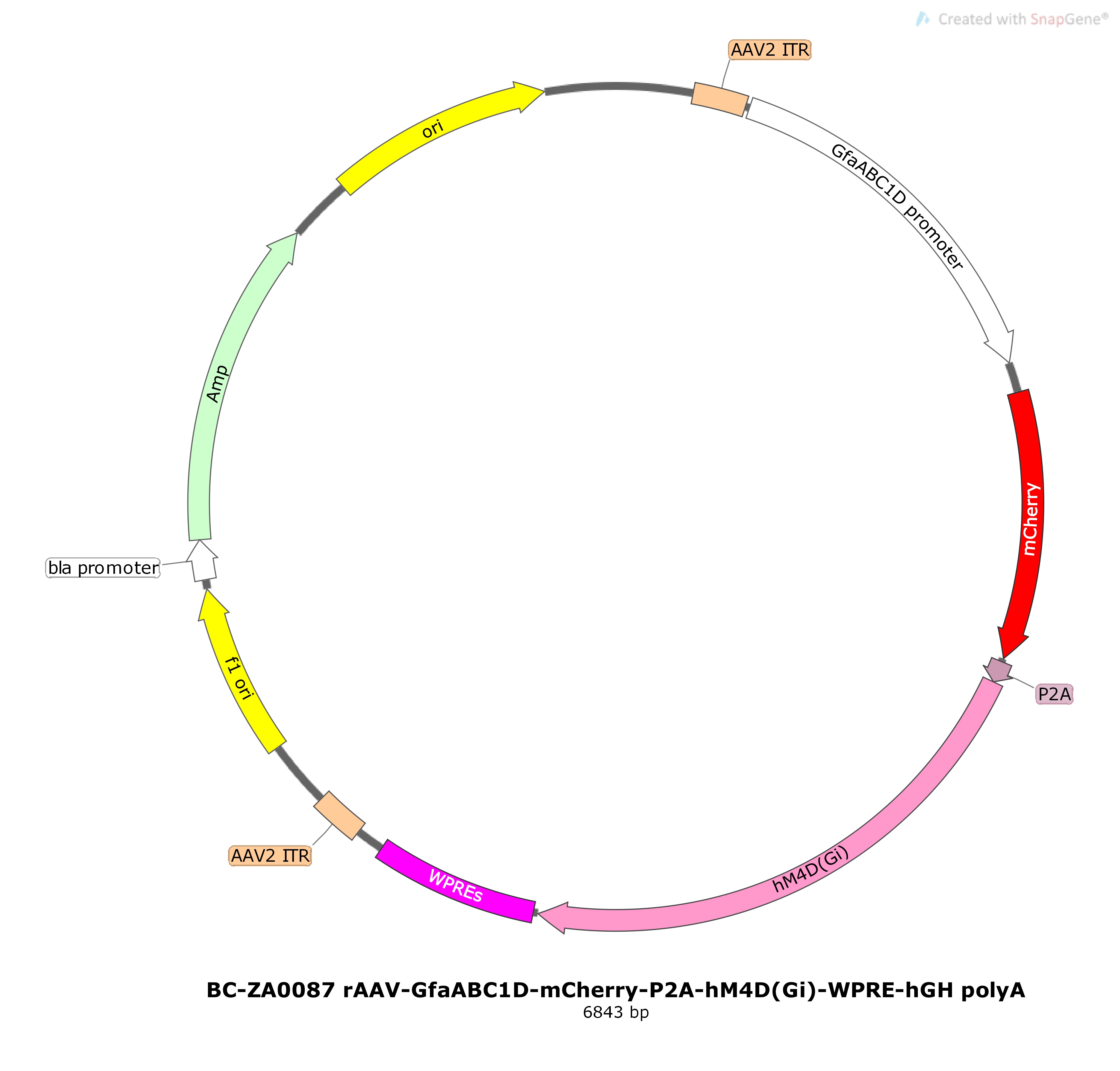 BC-ZA0087 rAAV-GfaABC1D-mCherry-P2A-hM4D(Gi)