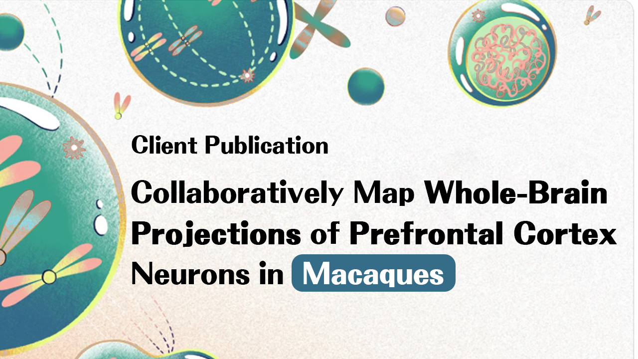 Client Publication | Cell | Jun Yan, Chun Xu, Zhiming Shen, and Xiaoquan Yang Collaboratively Map Whole-Brain Projections of Prefrontal Cortex Neurons in Macaques