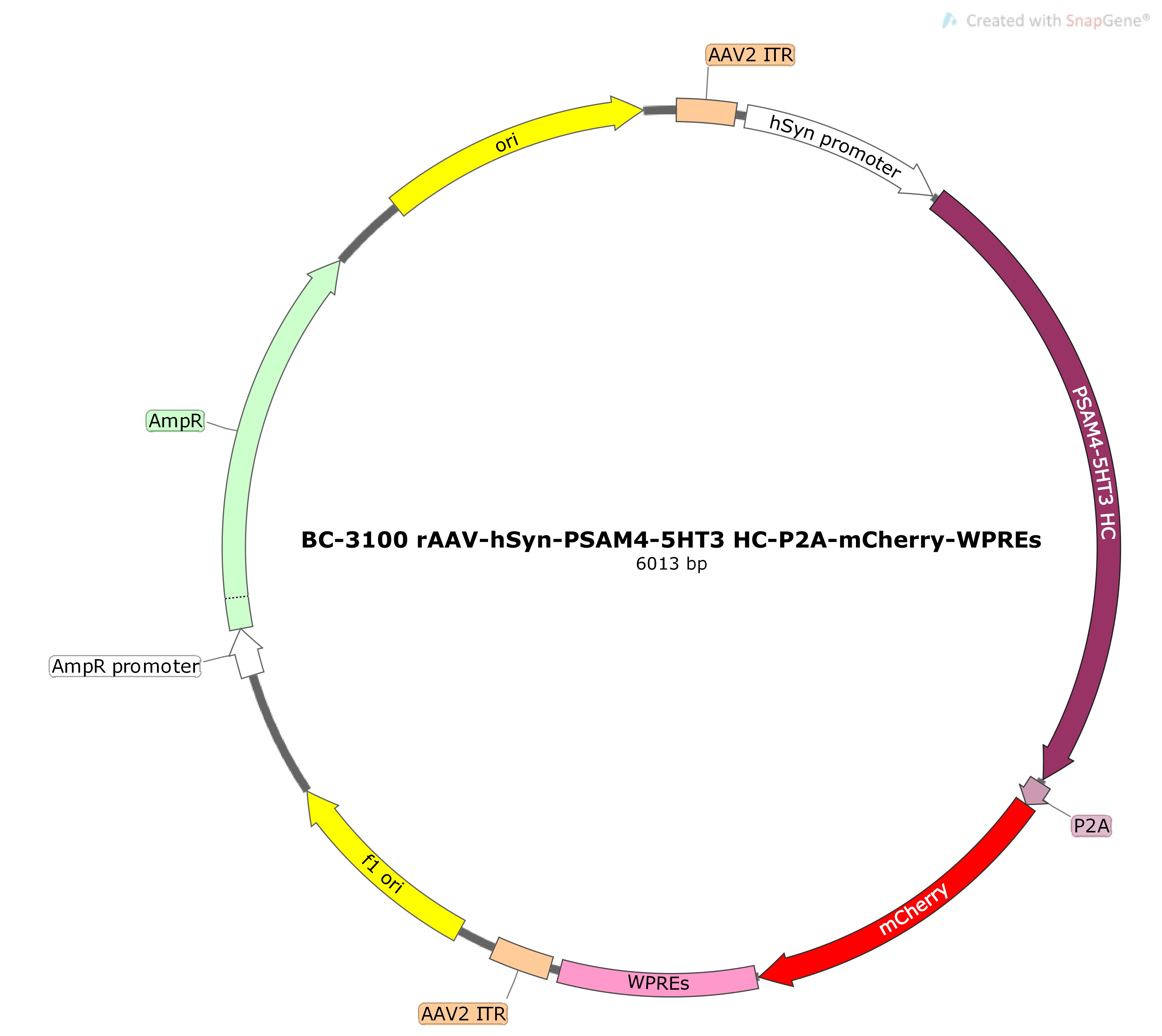 BC-3100 rAAV-hSyn-PSAM4-5HT3 HC-P2A-mCherry