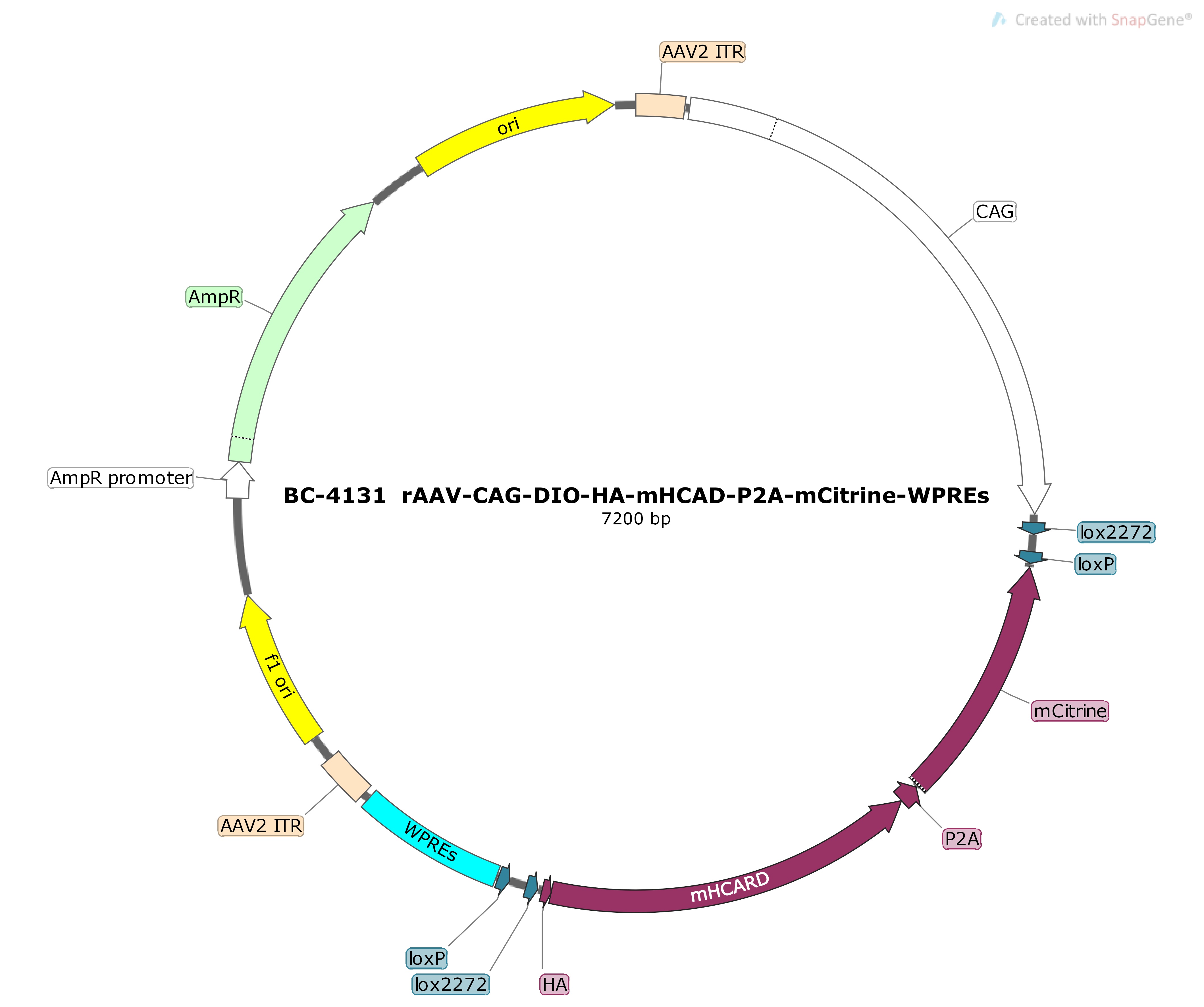 BC-4131 rAAV-CAG-DIO-HA-mHCAD-P2A-mCitrine