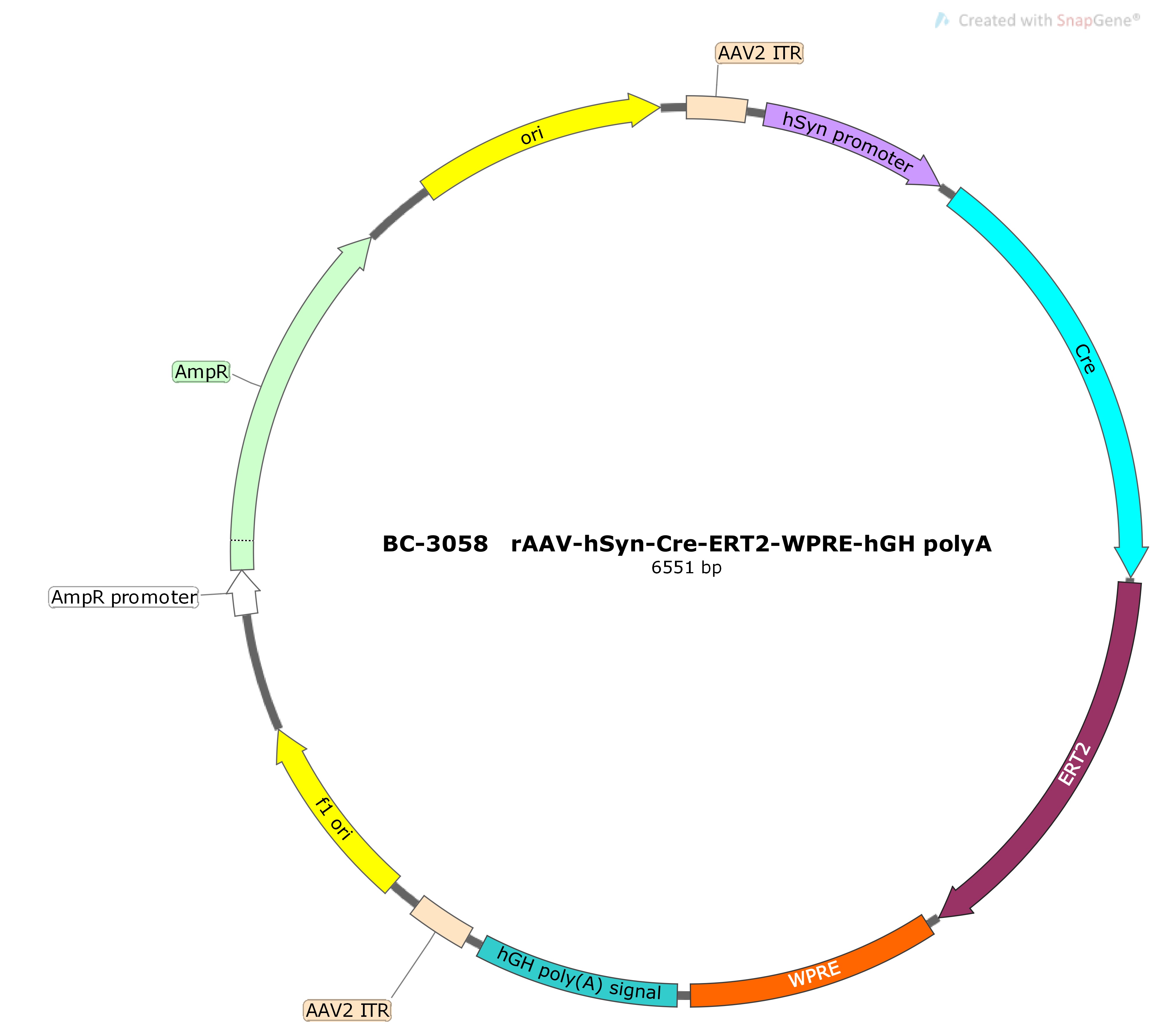 BC-3058 rAAV-hSyn-Cre-ERT2