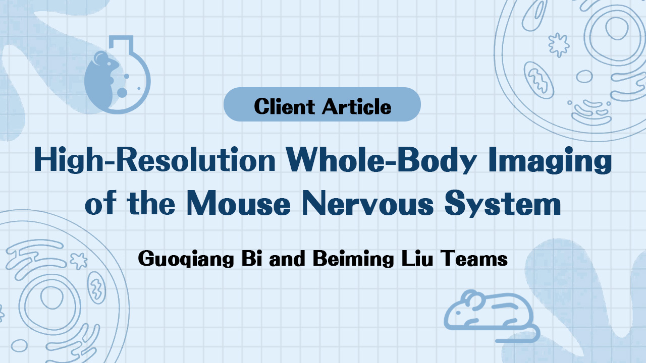 Client Article | Cell | High-Resolution Whole-Body Imaging of the Mouse Nervous System by the Guoqiang Bi and Beiming Liu Teams
