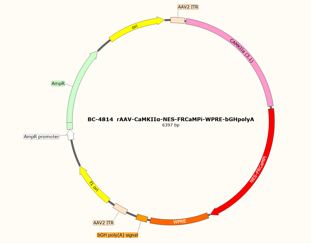 BC-4814  rAAV-CaMKIIα-NES-FRCaMPi