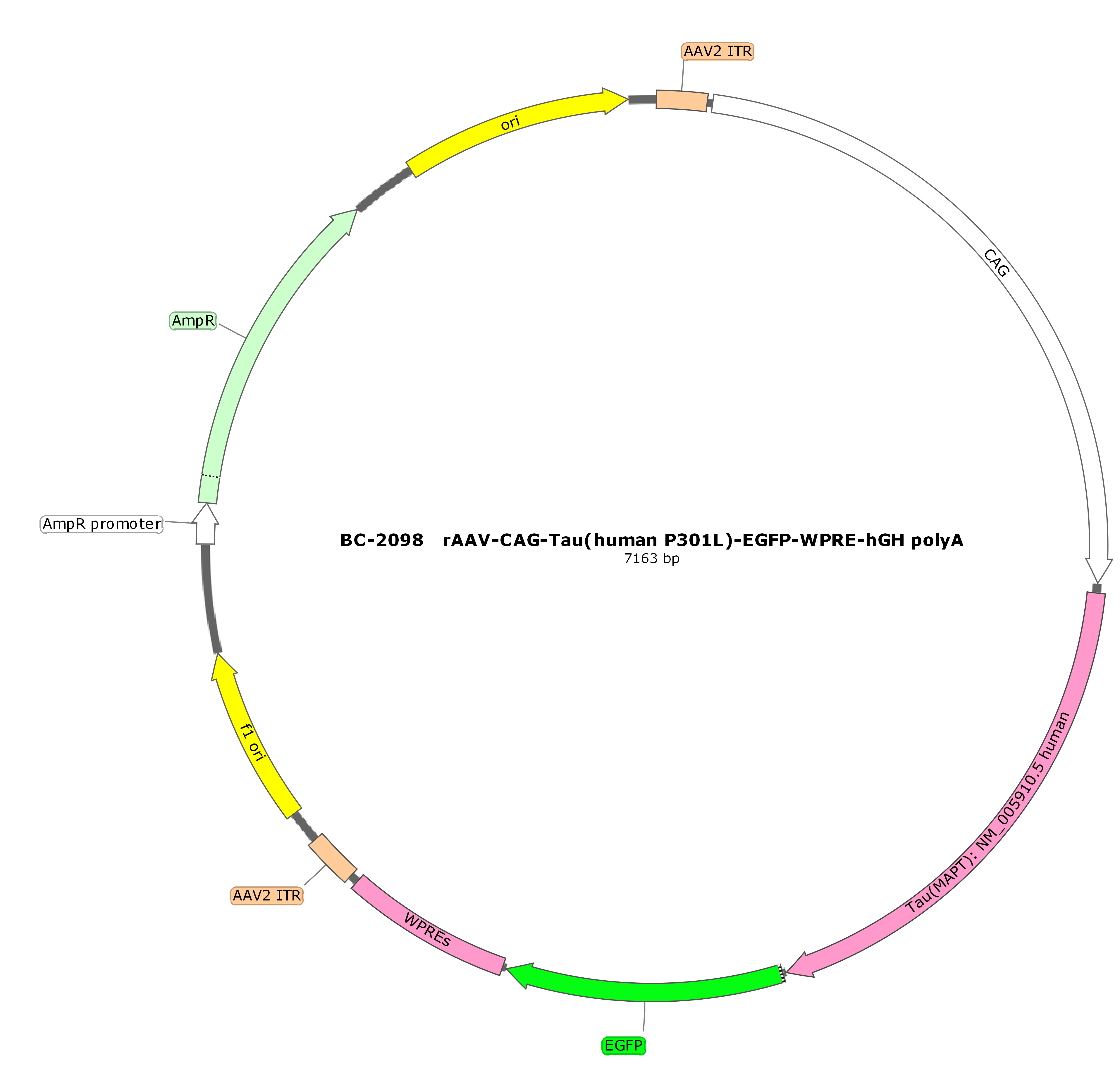 Gene Overexpression-Brain Case