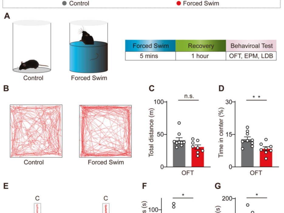 客户文章| Mol Psychiatry︱东北师范大学贺子轩/朱筱娟团队解析内侧缰核调控急性应激引起焦虑行为的神经环路机制