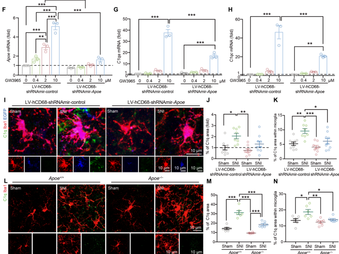 客户文章丨Sci. Transl. Med.丨刘晓东/蒋昌宇团队揭示小胶质细胞重塑脊髓痛觉微环路的新机制--突触修剪