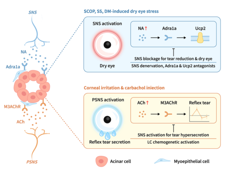 客户文章丨Nat. Commun.丨谢立信/周庆军团队揭示交感神经在干眼发病中的作用及机制