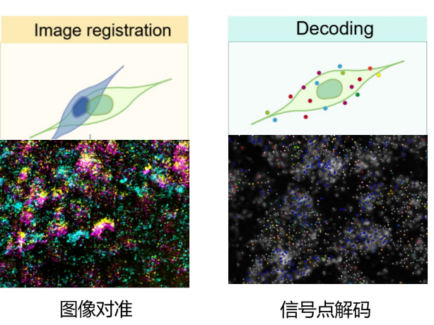 科研服务 | 神经环路示踪+靶向空间组学+神经元分类解析（含数据案例）