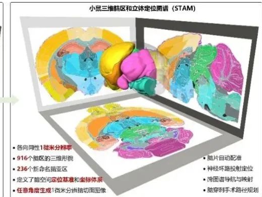 文献解读 | Nature发布重磅“参考图谱”：骆清铭院士团队以1微米各向同性分辨率绘制小鼠三维脑区和立体定位图谱
