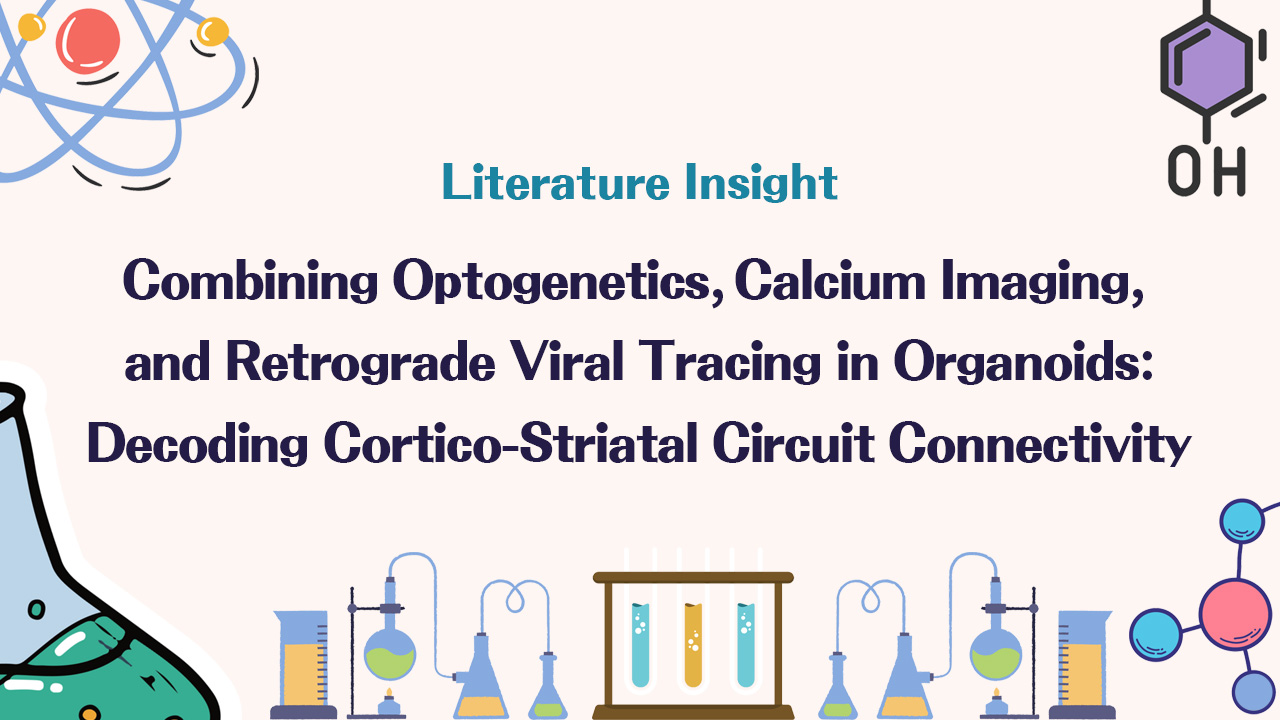 Literature Insight | Combining Optogenetics, Calcium Imaging, and Retrograde Viral Tracing in Organoids: Decoding Cortico-Striatal Circuit Connectivity