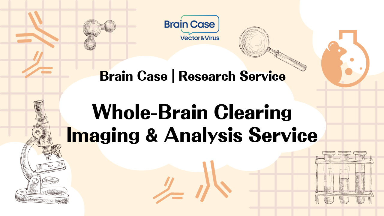 Research Service | Whole-Brain Clearing Imaging & Analysis Service