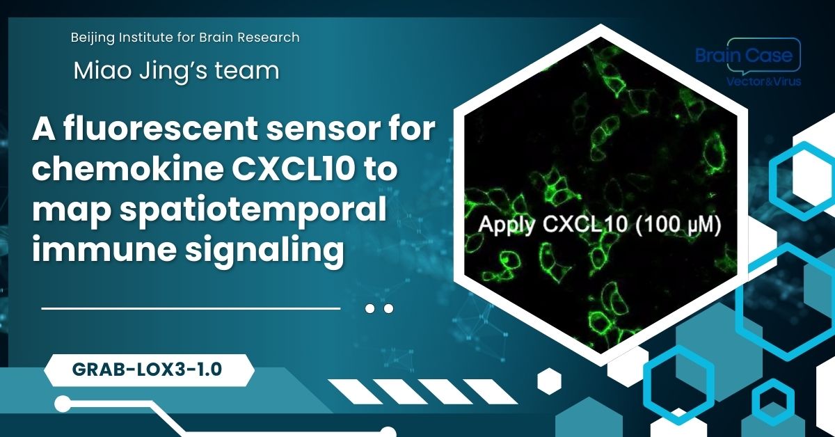 Immunity｜Miao Jing’s team at the Beijing Institute for Brain Research develops a fluorescent sens