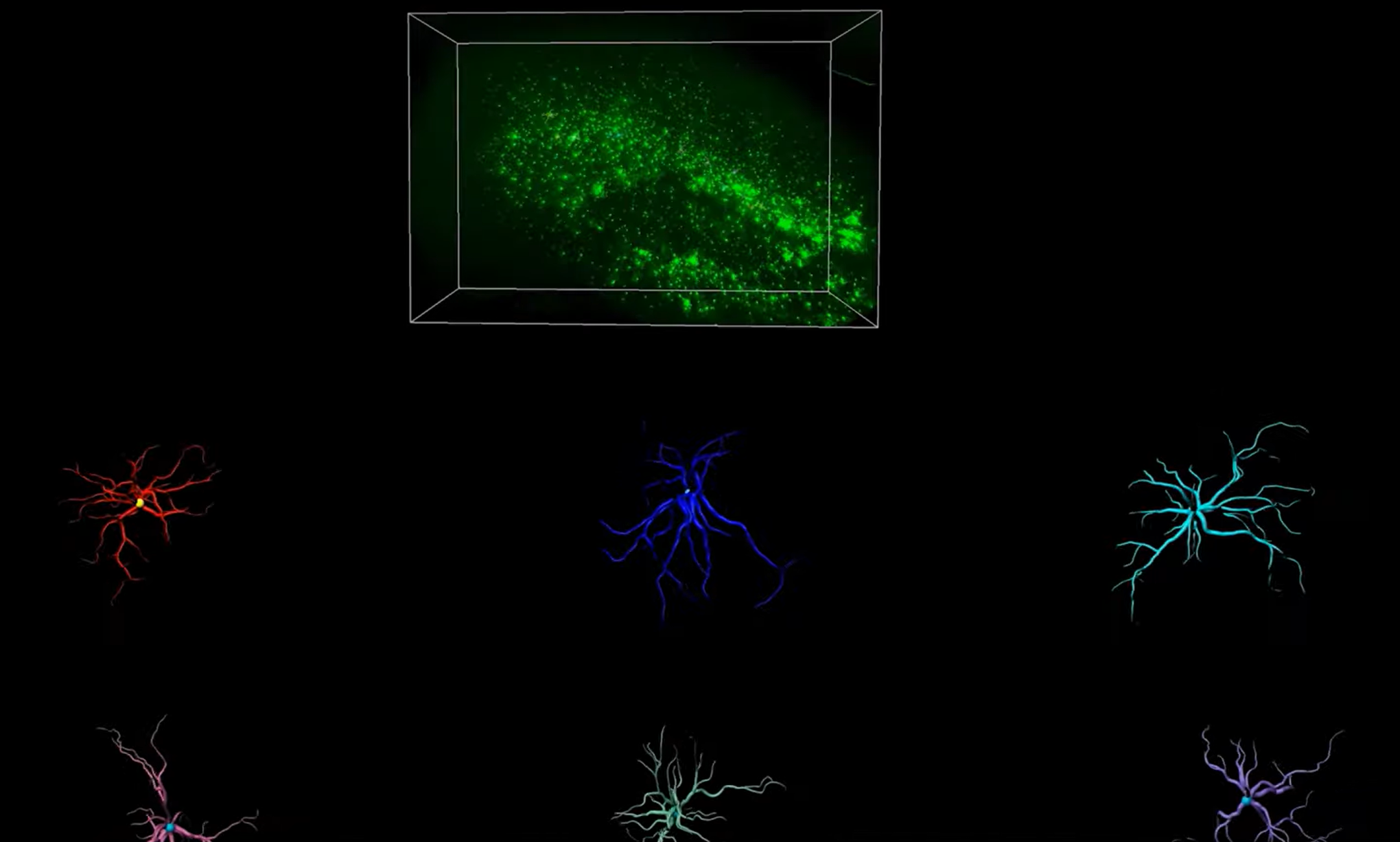 High-resolution 3D imaging of AAV11-specific labeling of microglia in a targeted mouse brain region