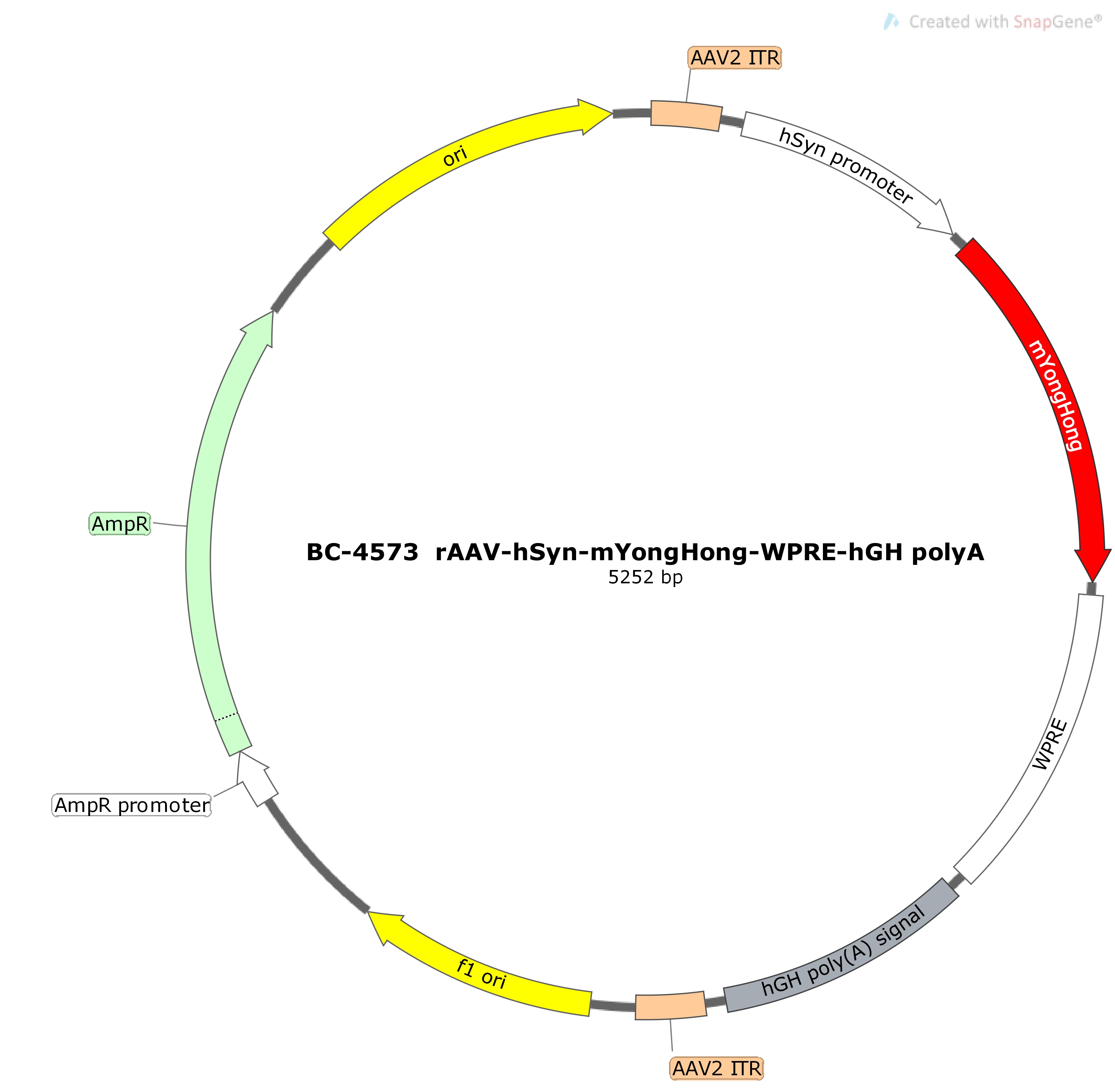 BC-4573 rAAV-hSyn-mYongHong