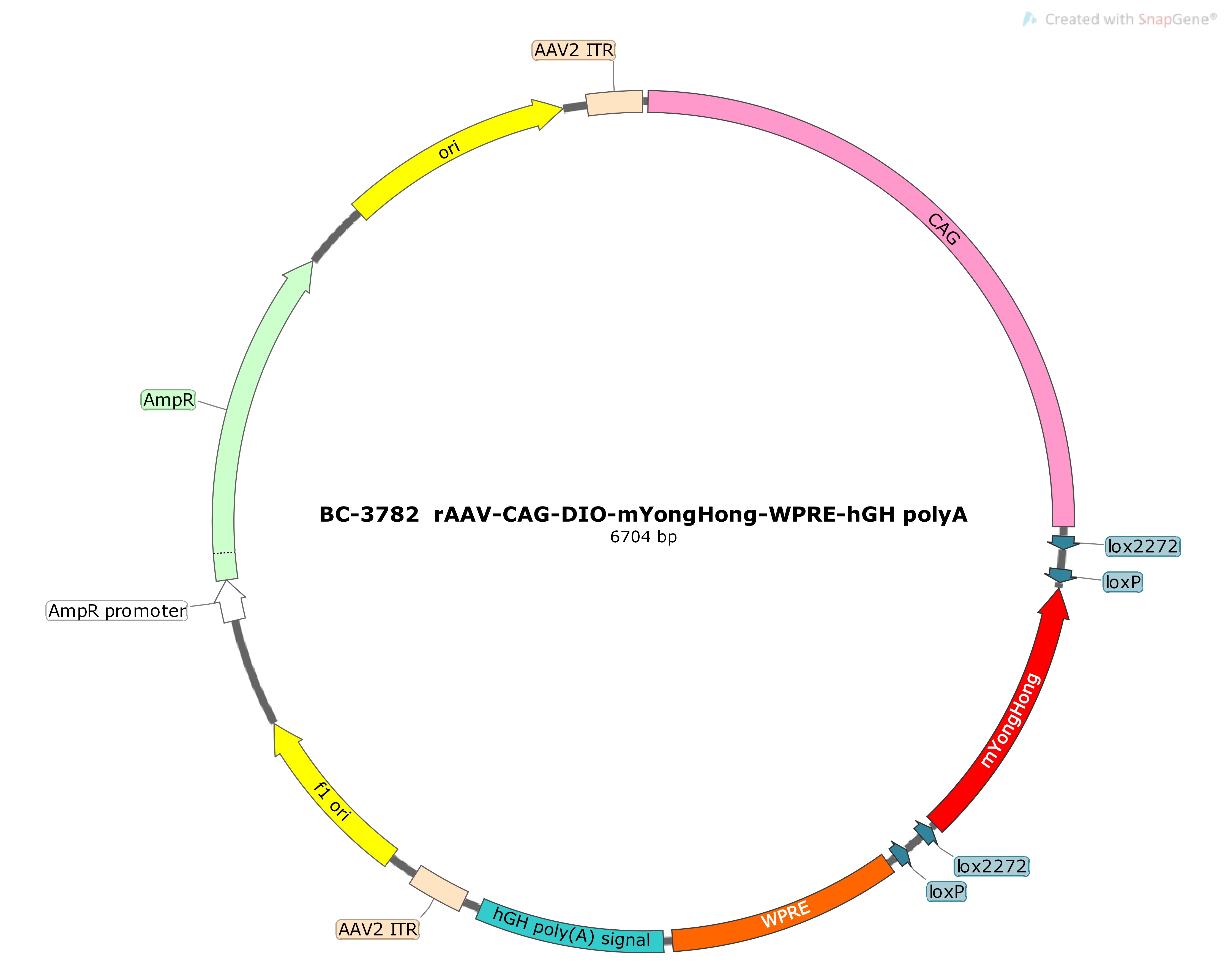 BC-3782 rAAV-CAG-DIO-mYongHong