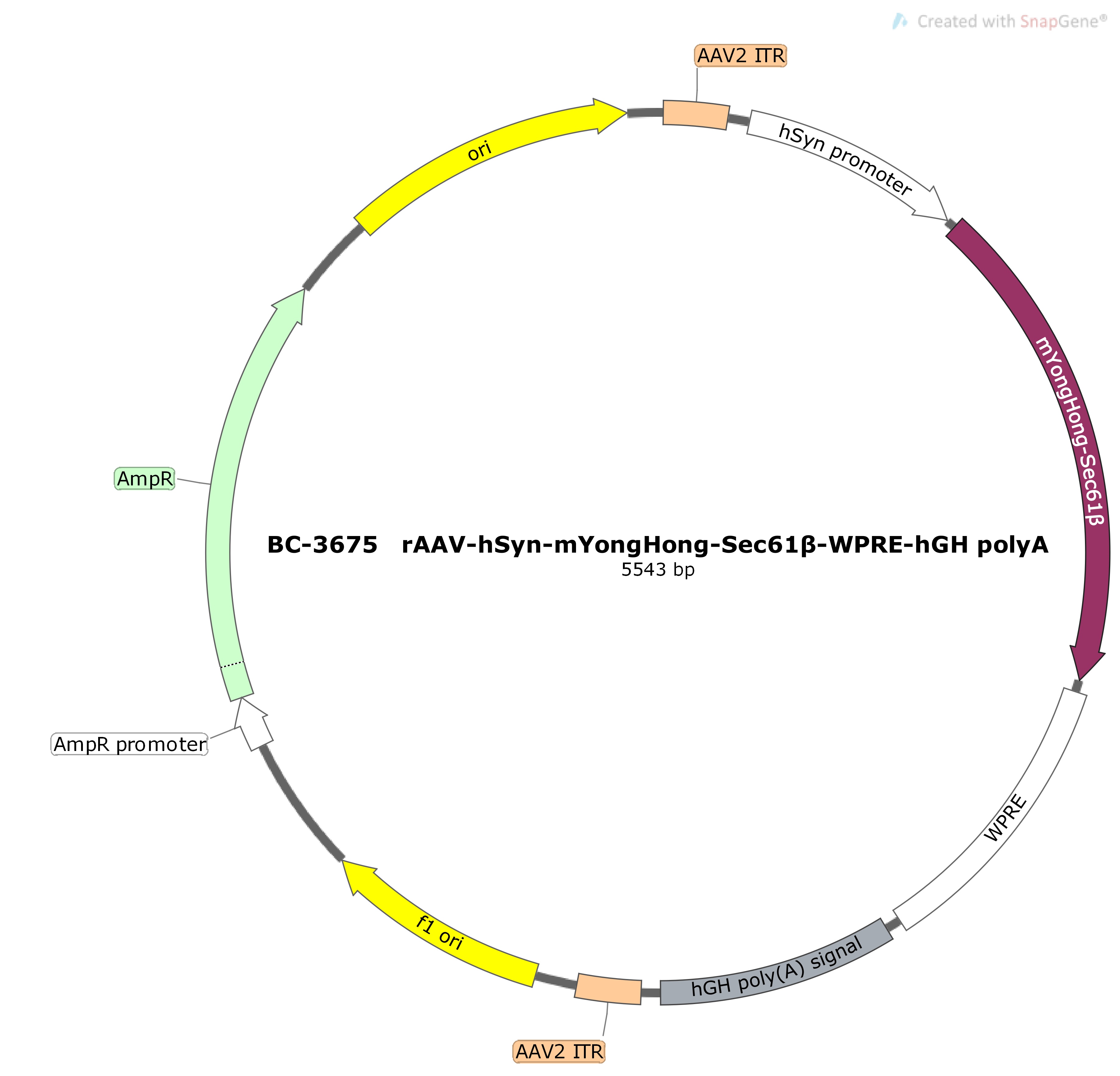 BC-3675 rAAV-hSyn-mYongHong-Sec61β