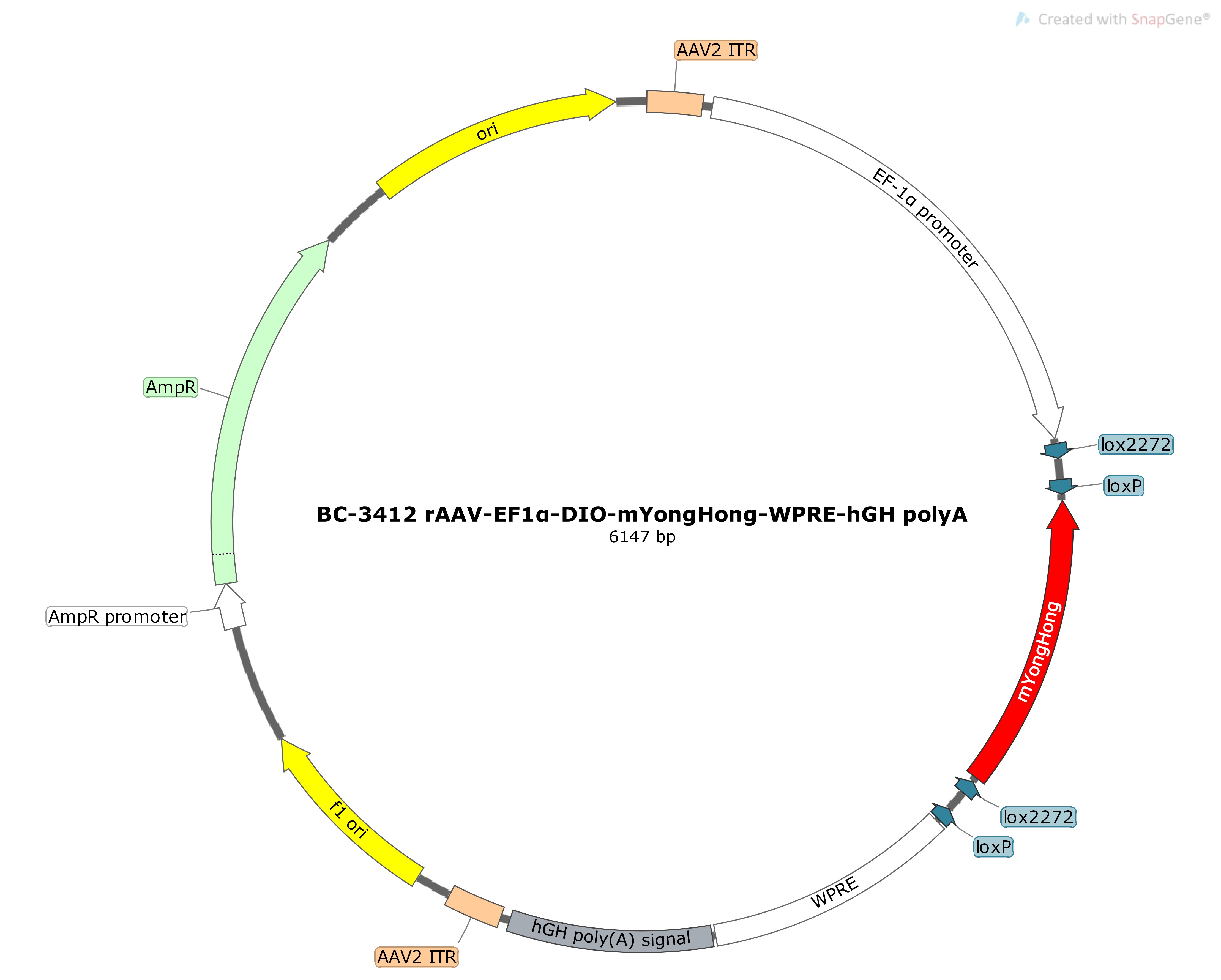 BC-3412 rAAV-EF1α-DIO-mYongHong