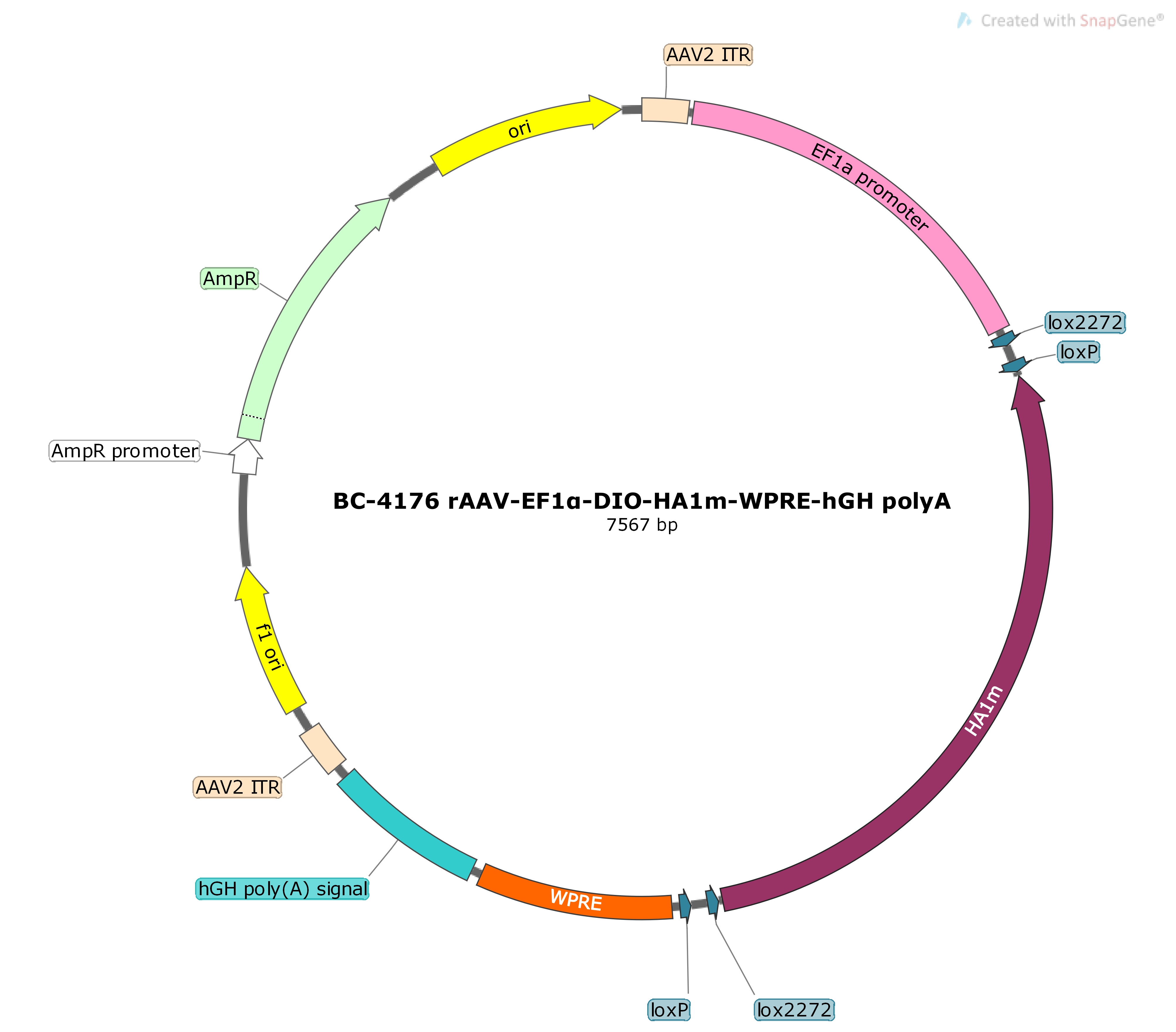BC-4176  rAAV-EF1α-DIO-HA1m 