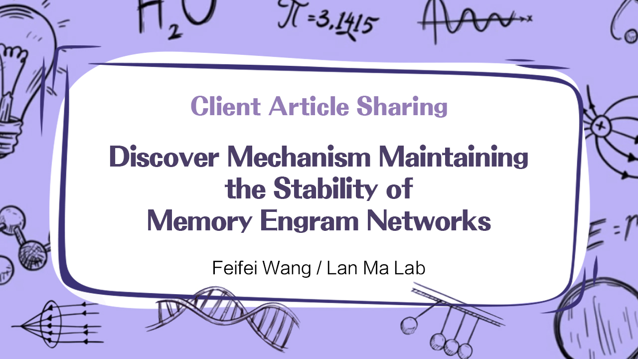 IF 25.9 | Cell Research | Fudan University Feifei Wang / Lan Ma Lab Discover Mechanism Maintaining the Stability of Memory Engram Networks