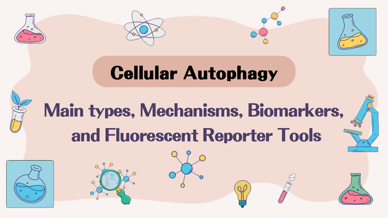 Cellular Autophagy: Main types, Mechanisms, Biomarkers, and Fluorescent Reporter Tools