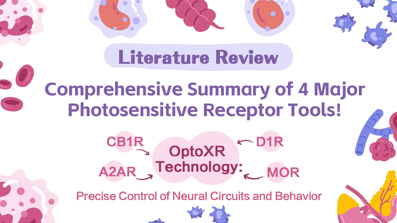 Literature Review | Comprehensive Summary of 4 Major Photosensitive Receptor Tools! Full Landscape of OptoXR Technology: Precise Control of Neural Circuits and Behavior via D1R/MOR/CB1R/A2AR
