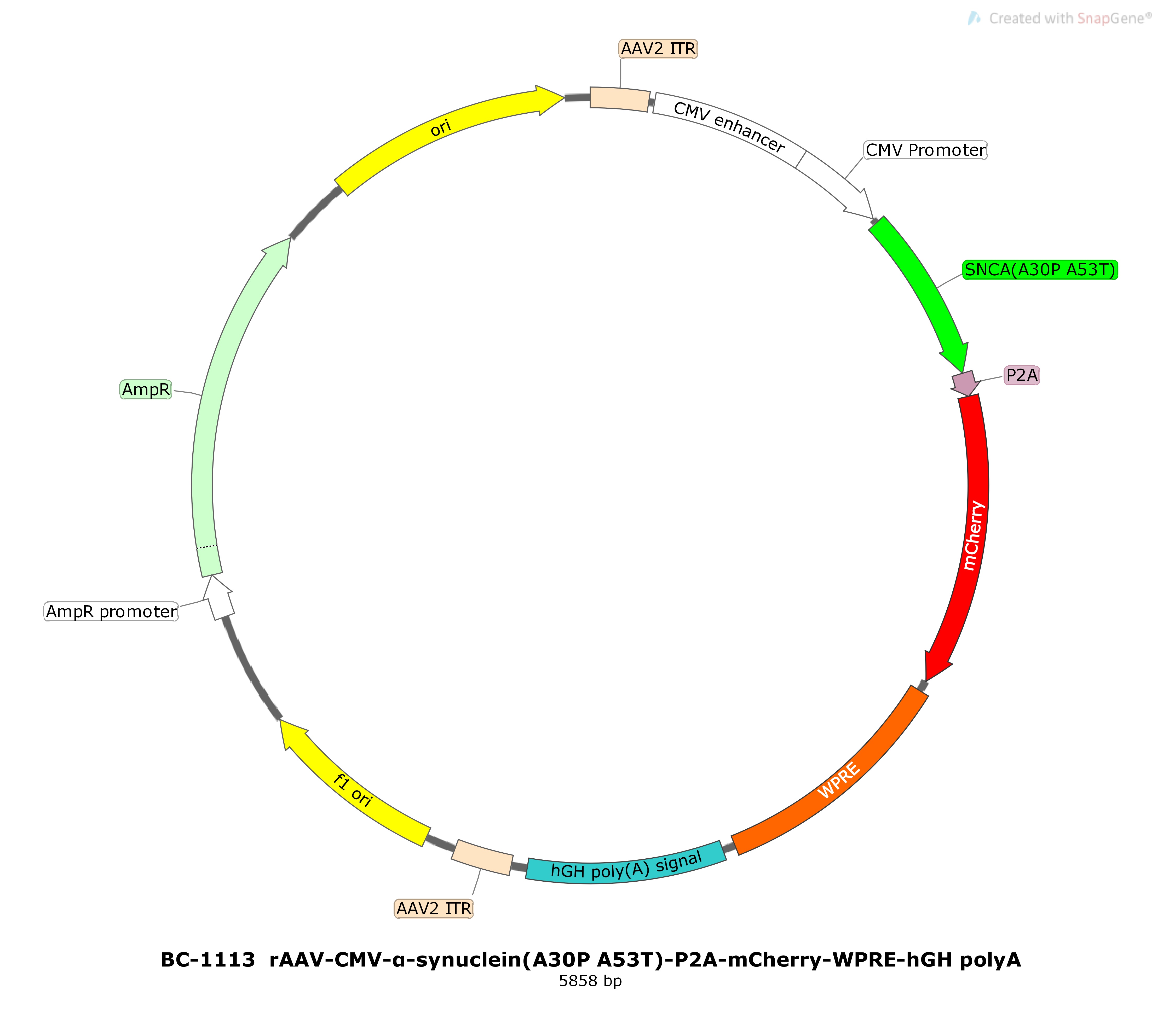BC-1113  rAAV-CMV-α-synuclein(A30P A53T)-P2A-mCherry