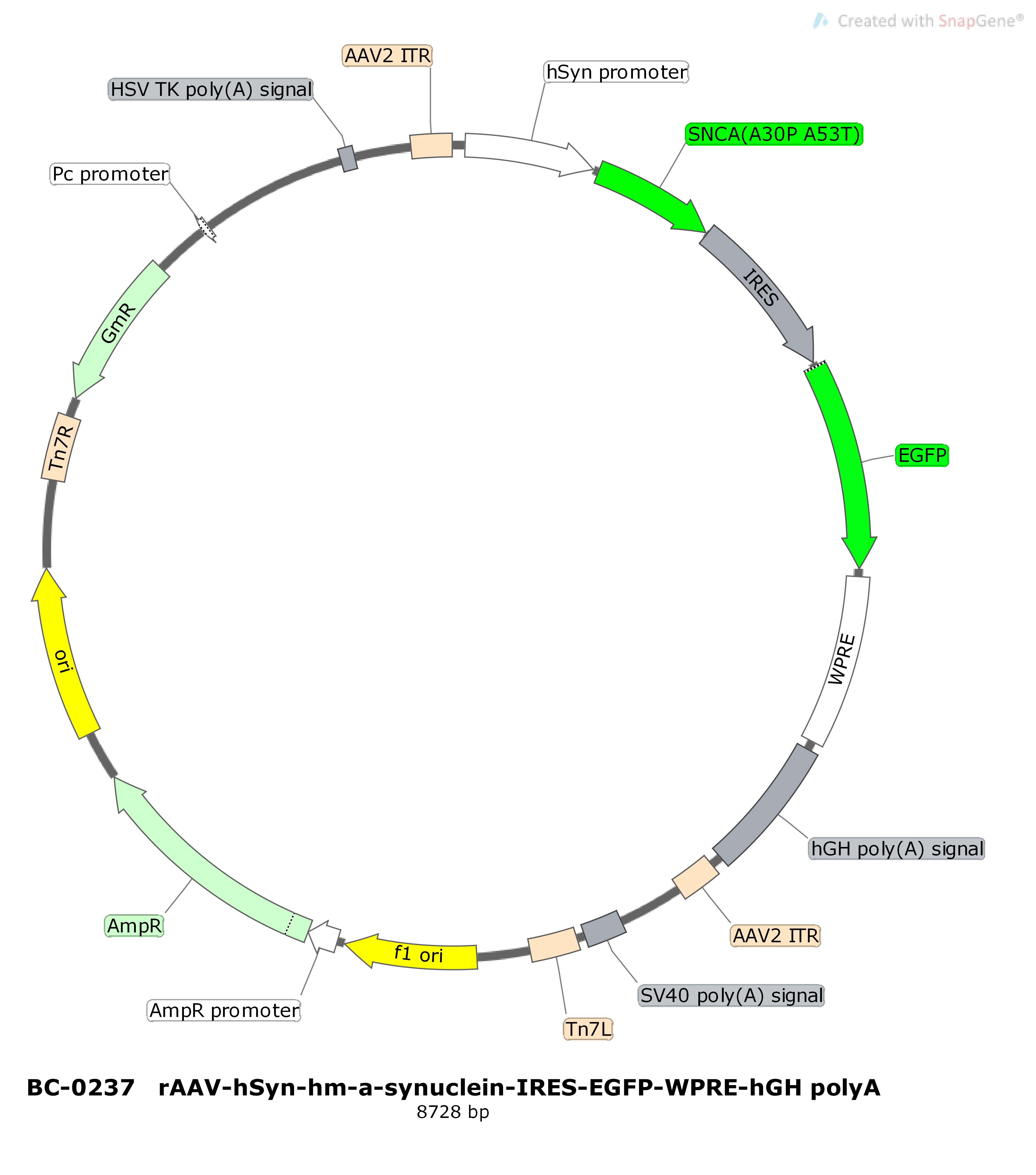BC-0237  rAAV-hSyn-hm-α-synuclein-IRES-EGFP