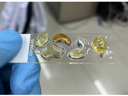 客户文章丨Cell丨清华苑克鑫团队开发玻璃态透明化技术，突破组织三维成像难题，为脑科学等应用打开了新的空间