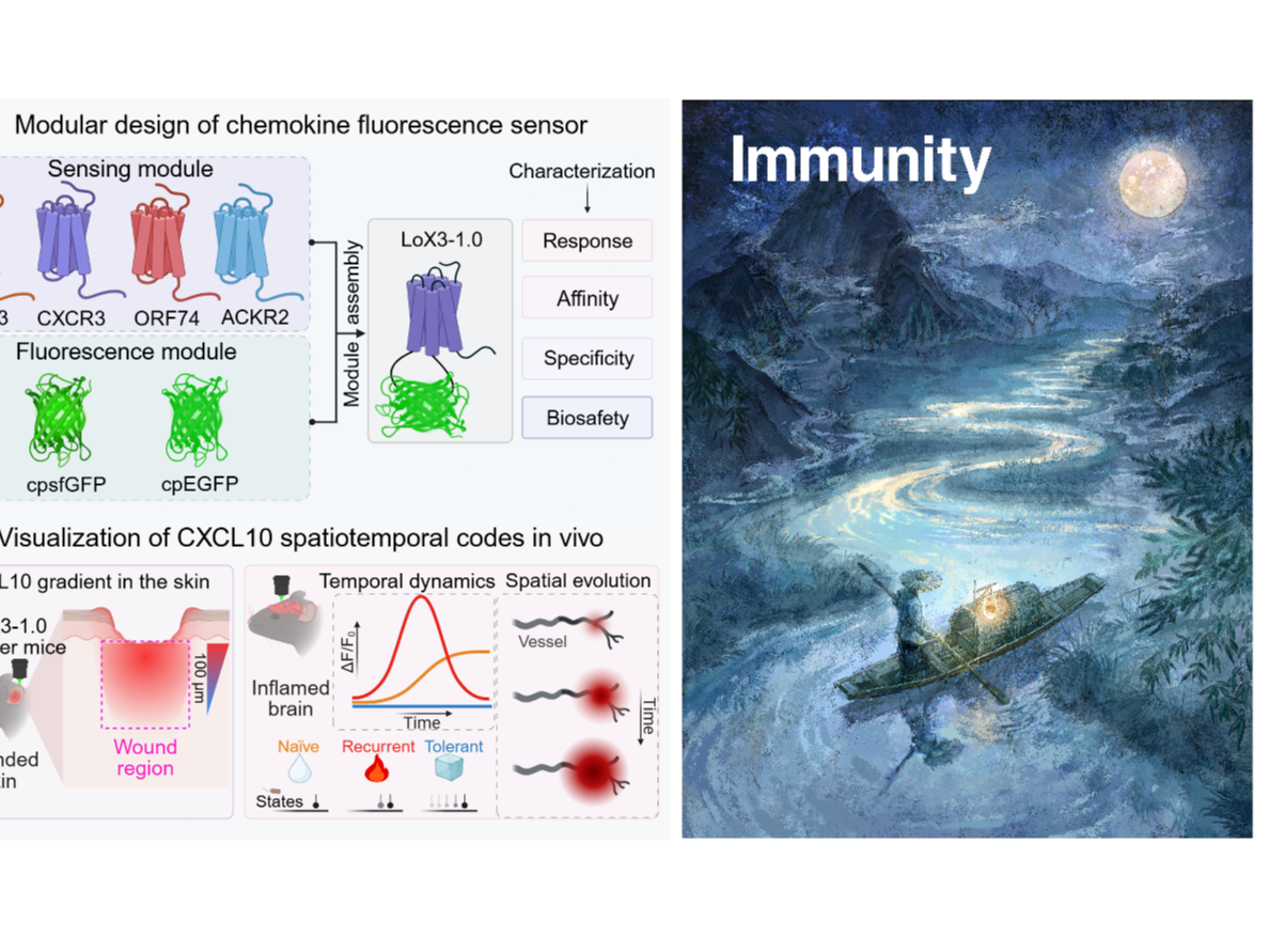 Immunity｜北京脑所井淼团队开发趋化因子CXCL10荧光探针描绘免疫信号的时空图谱