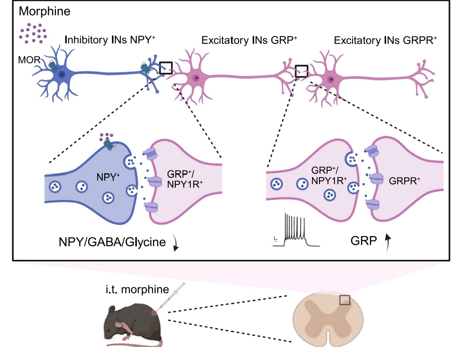 IF15.7丨Nat. Commun.丨南方科技大学王子龙团队发现吗啡致痒的分子机制：NPY⁺神经元去抑制驱动GRP⁺神经元激活