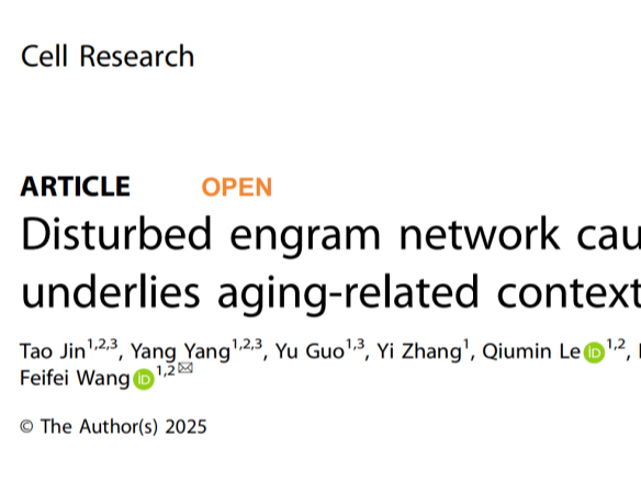 IF 25.9｜Cell Research｜复旦大学王菲菲/马兰课题组发现维持记忆痕迹神经网络稳定性的机制
