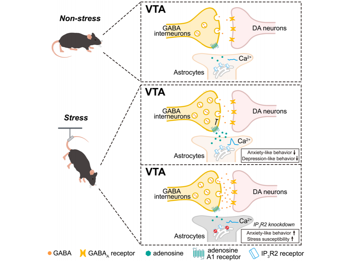 客户文章丨Cell Rep.丨军事医学研究院王以政团队揭示VTA星形胶质细胞通过腺苷通路逆转焦虑抑郁机制